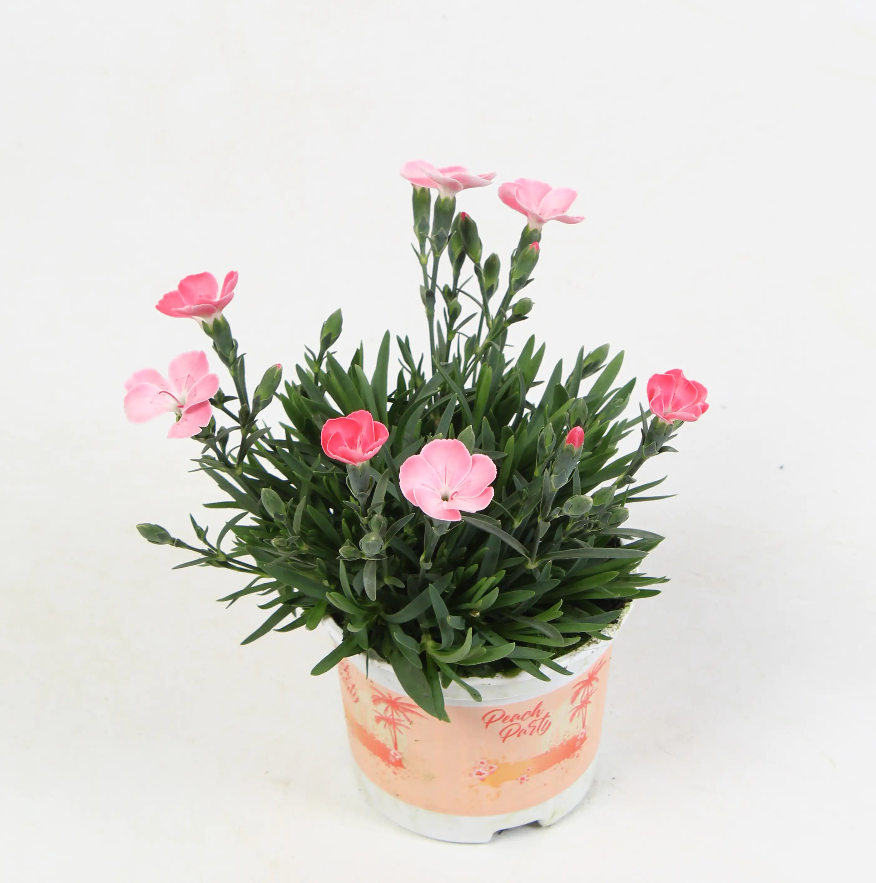 Nelke Dianthus 9 cm Topf
