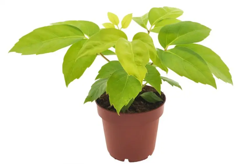 Strahlenaralie Schefflera Amata Golden H 30 cm, 12 cm Topf