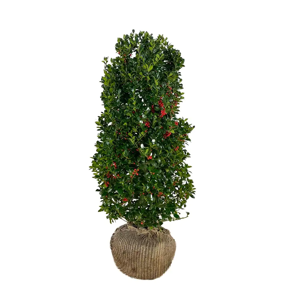 Stechpalme Ilex merservae Heckenfee H 160 - 180 cm, 15 Stück