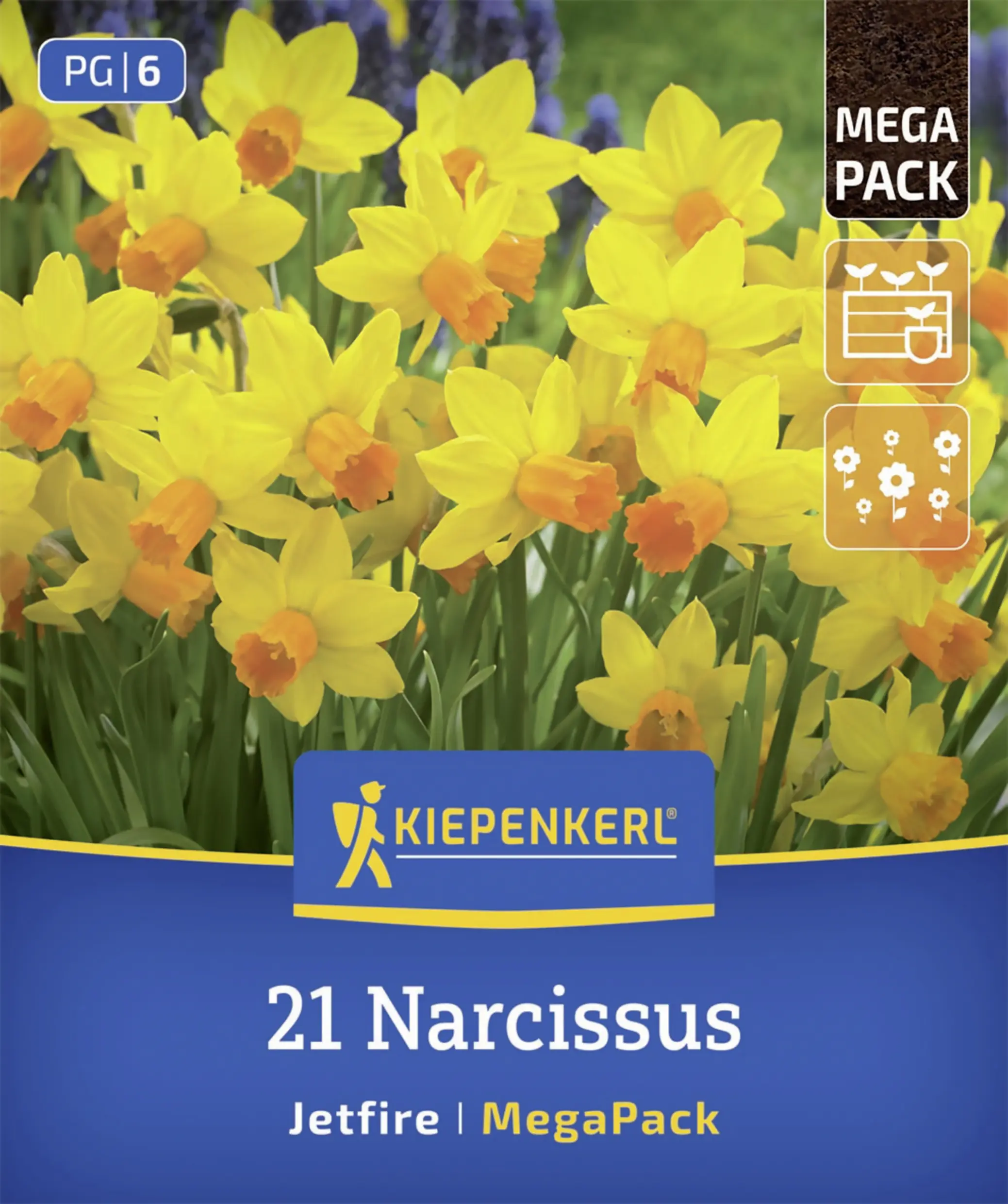 Kiepenkerl Mega-Pack Narzissen Jetfire gelb/orange 21 Stück