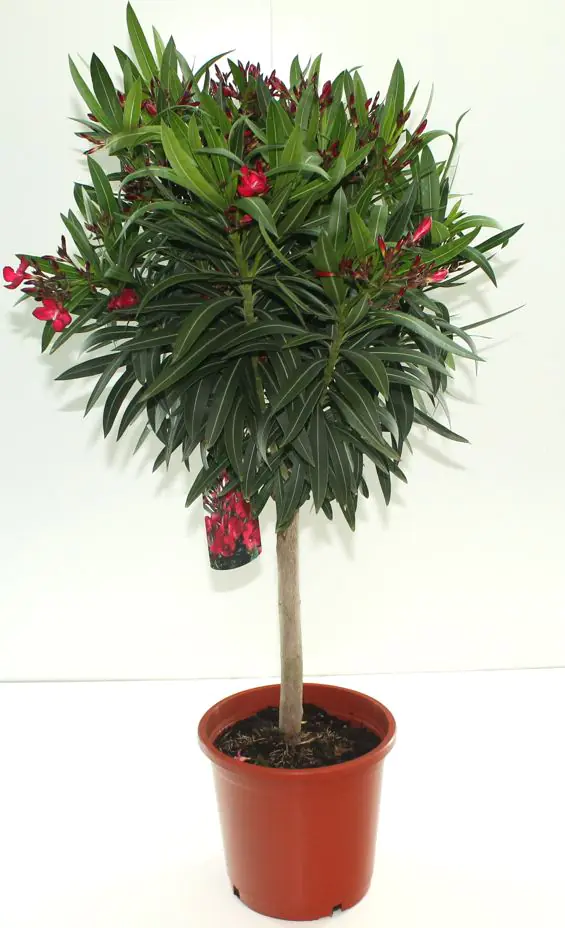 Nerium Oleander Oleander 100 - 120 cm im 24 cm Topf