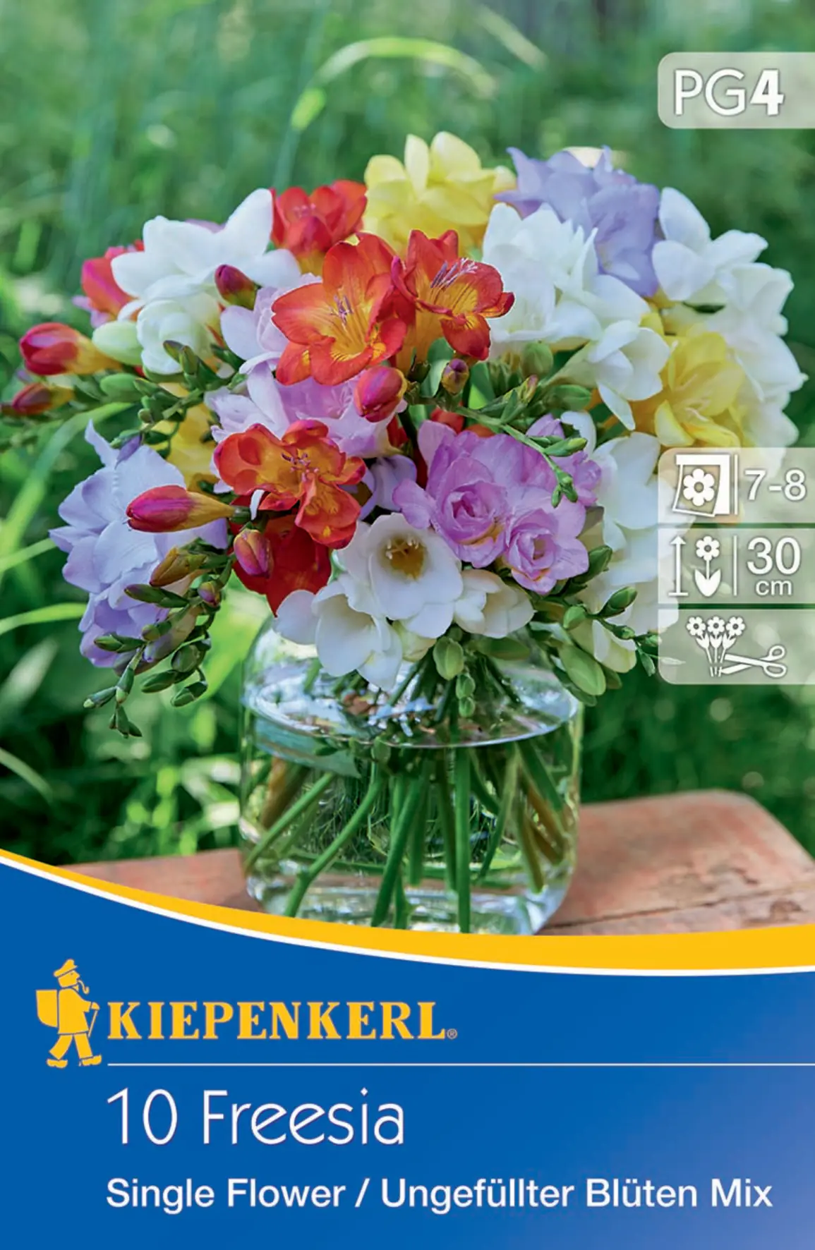 Kiepenkerl Blumenzwiebel Freiland-Freesien einfache Mischung Freesia x Hybrida, Inhalt: 10 Stück