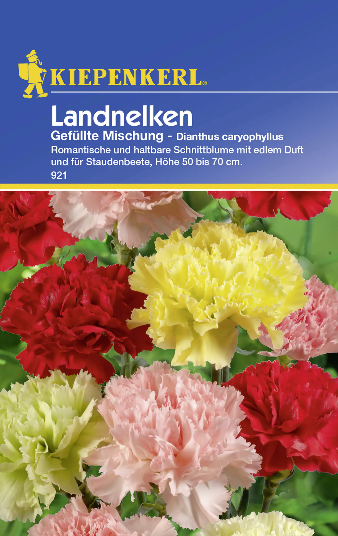 Kiepenkerl Landnelke Gefüllte Mischung Dianthus caryophyllus, Inhalt: ca. 50 Pflanzen