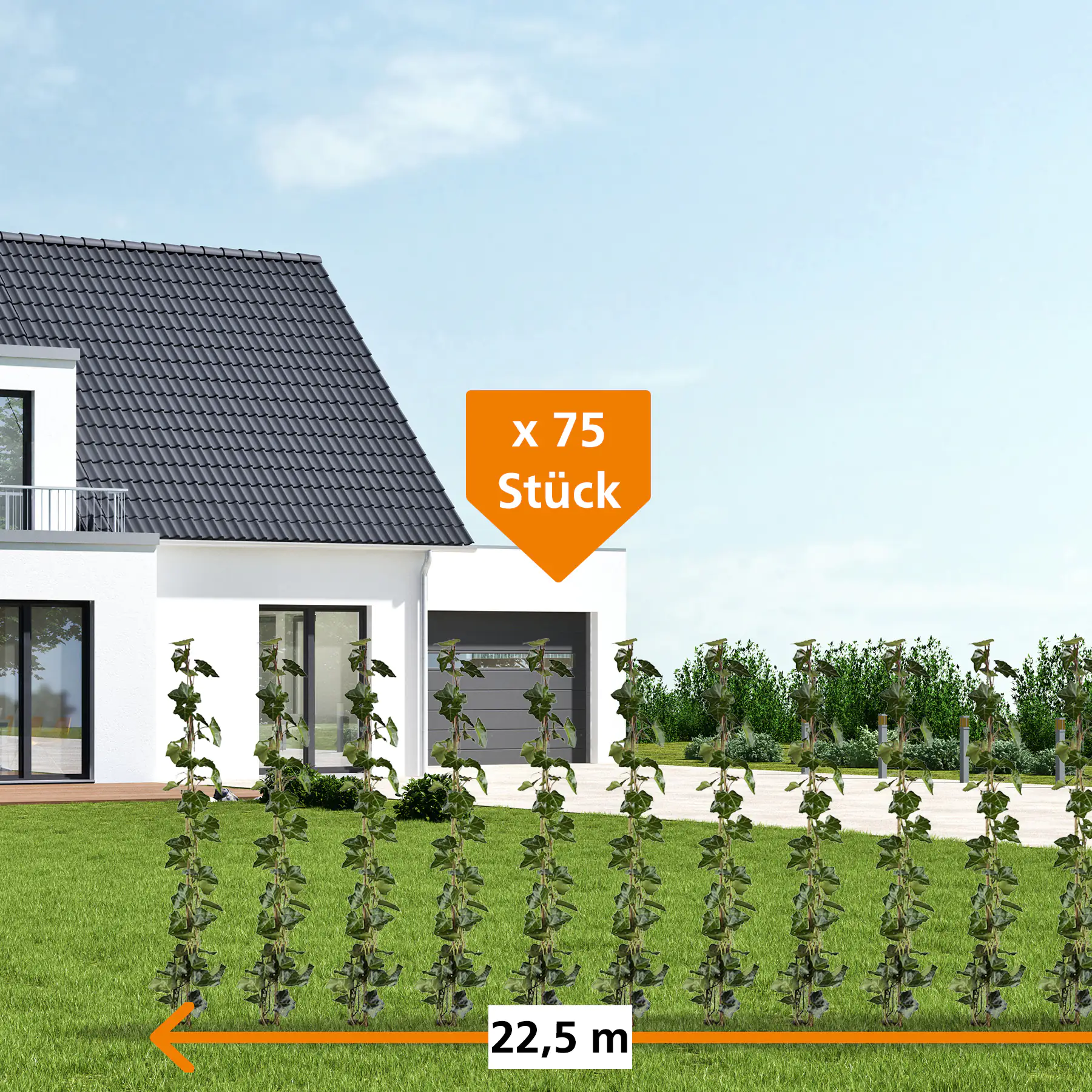 Großblättriger Efeu Hedera helix hibernica H 140 - 160 cm, 75 Stück
