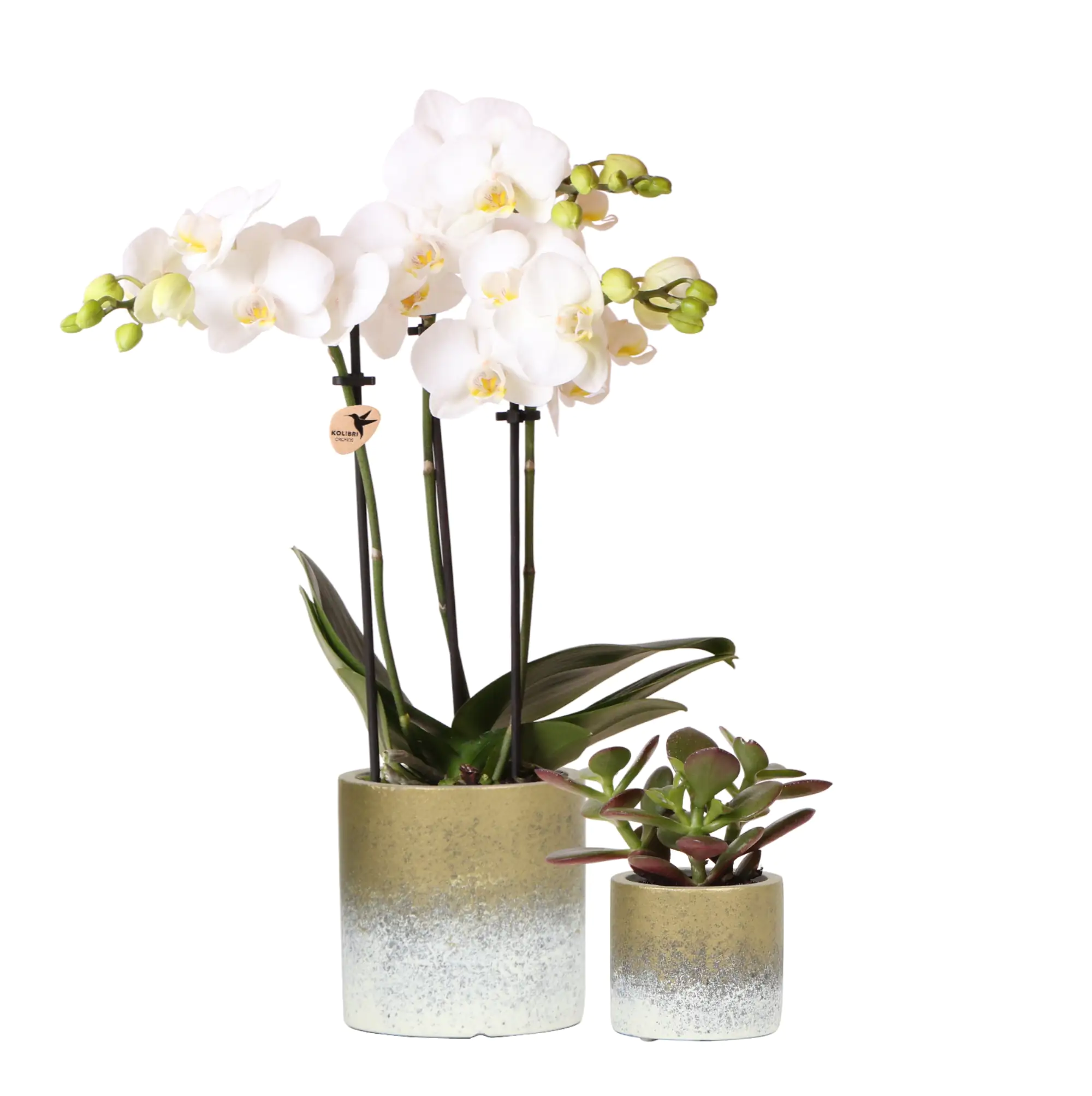 Pflanzenarrangement Orchidee und Sukkulent in Flame Gold Keramik