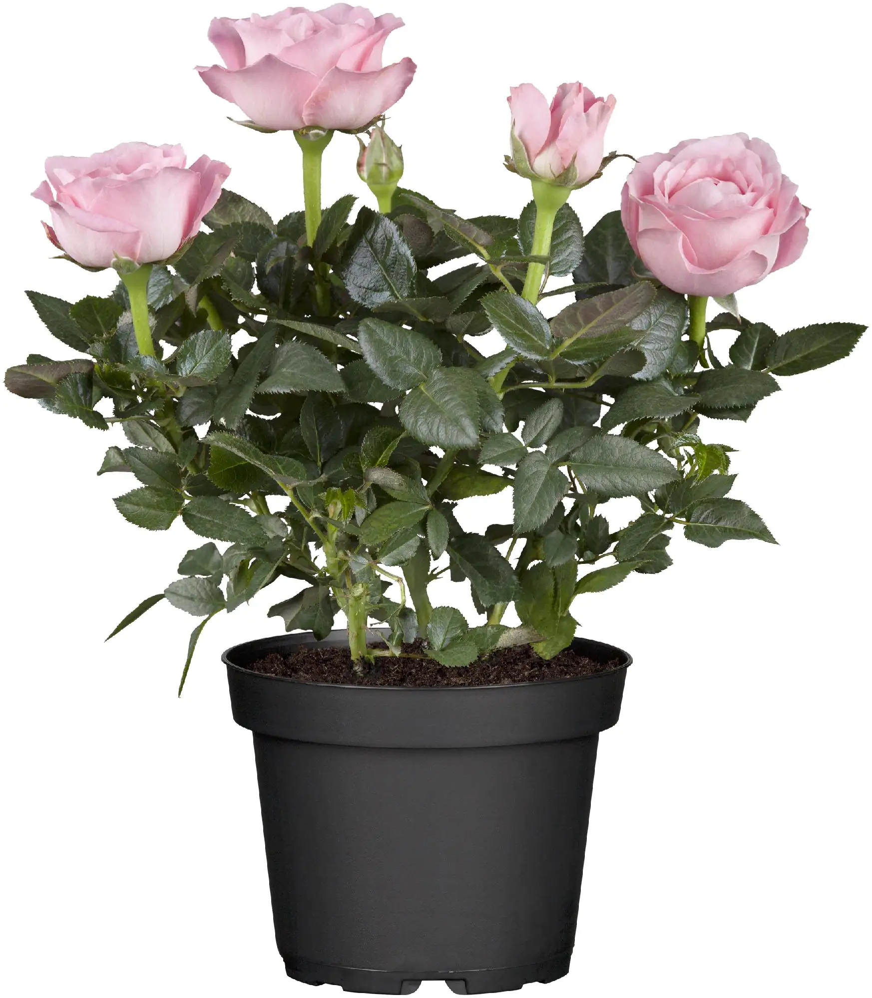 Topfrose verschiedene Farben 13 cm Topf