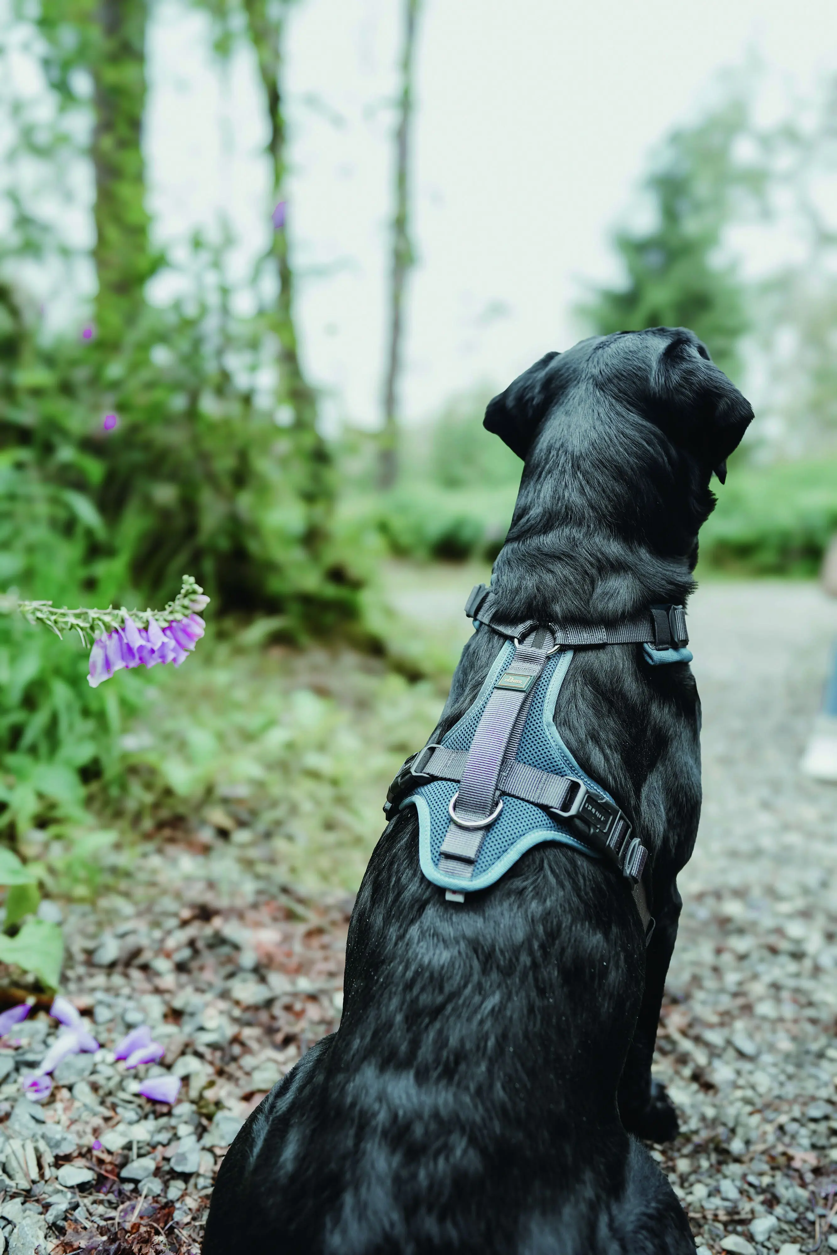 Hunter Hundegeschirr Maldon Up mit Griff M-L petrol/grau