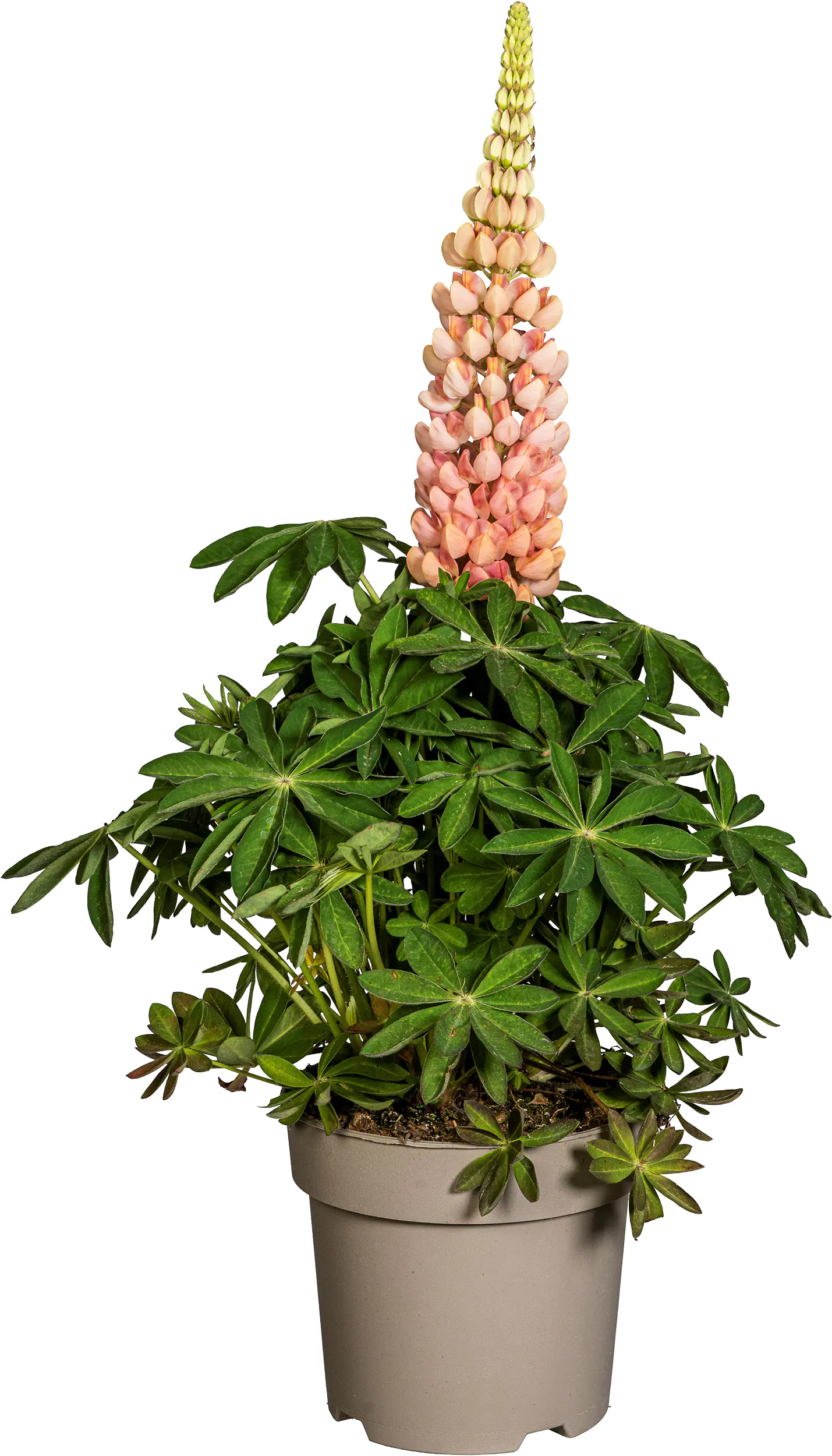 Lupine Lupinus polyphyllus Westcountry 19 cm Topf