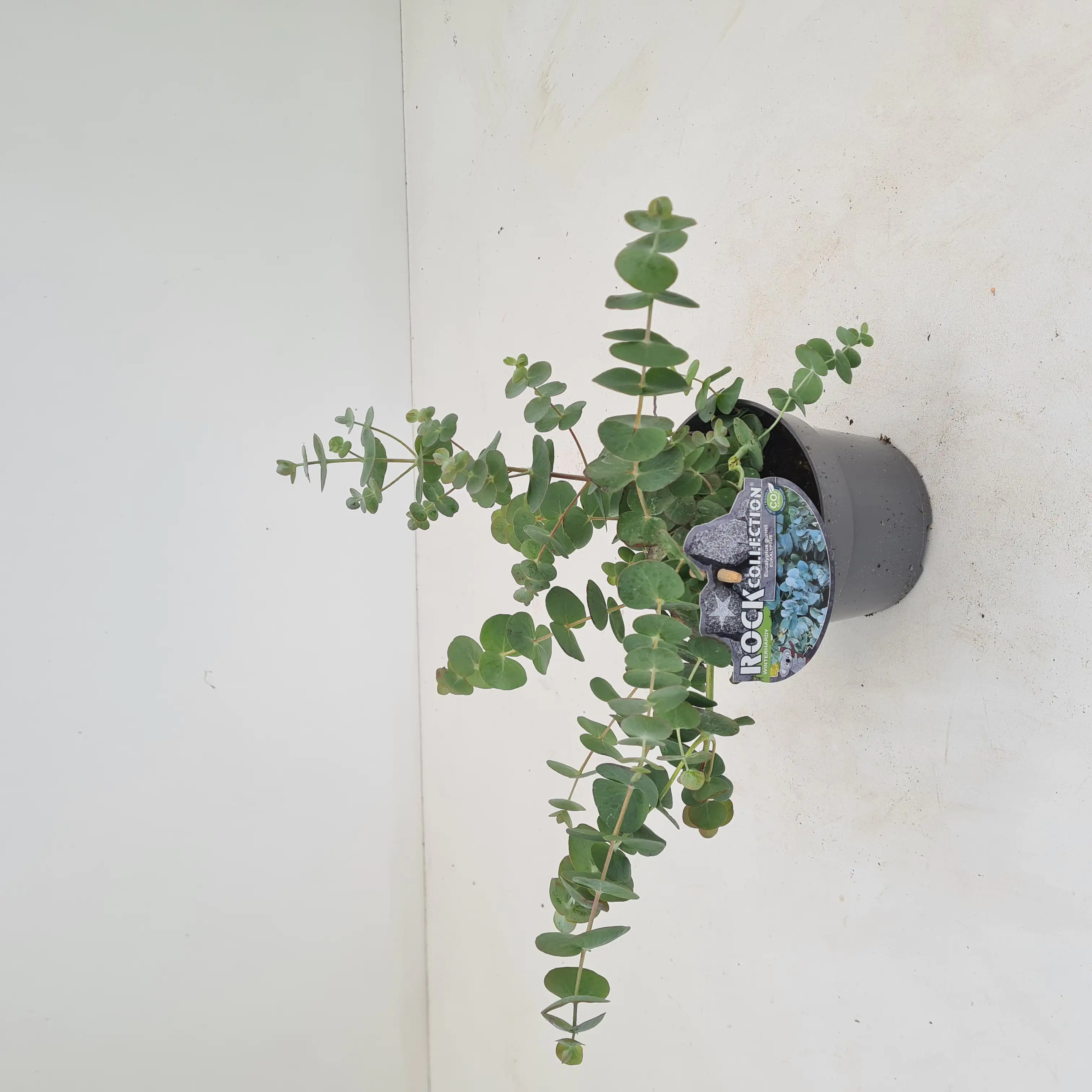 Eucalyptus parvifolia 13 cm Topf