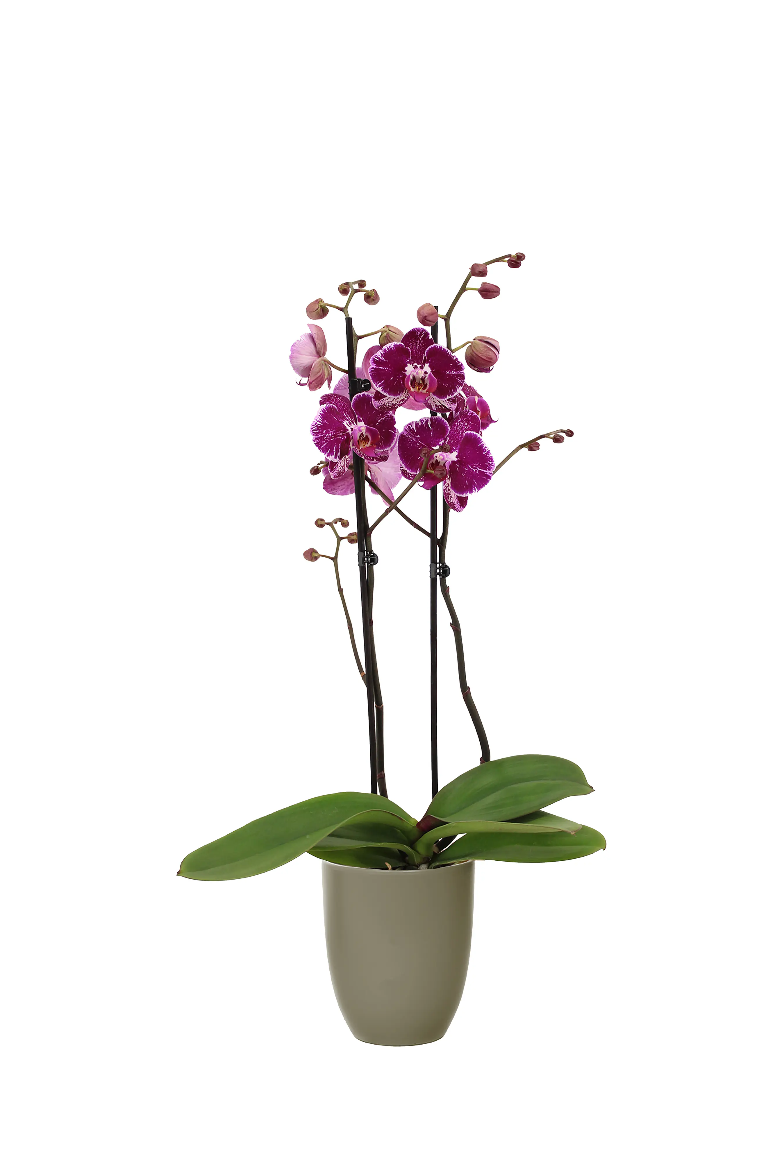 Orchideen Mix Phalaenopsis 2 Trieber 12 cm in Hugo Keramik Topf Orchideen Mix Phalaenopsis 2 Trieber 12 cm in Hugo Keramik Topf