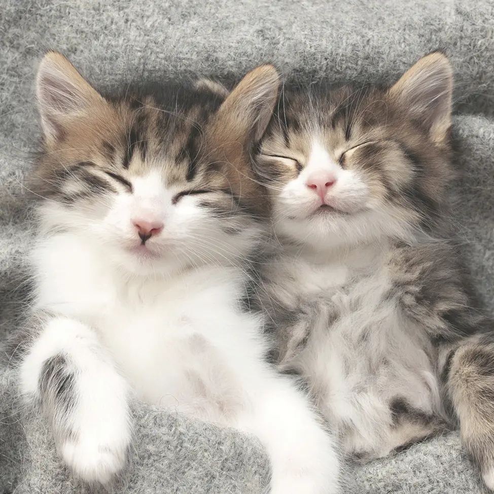 Duni Servietten Sleepy Cats 33 x 33 cm - 20er Pack