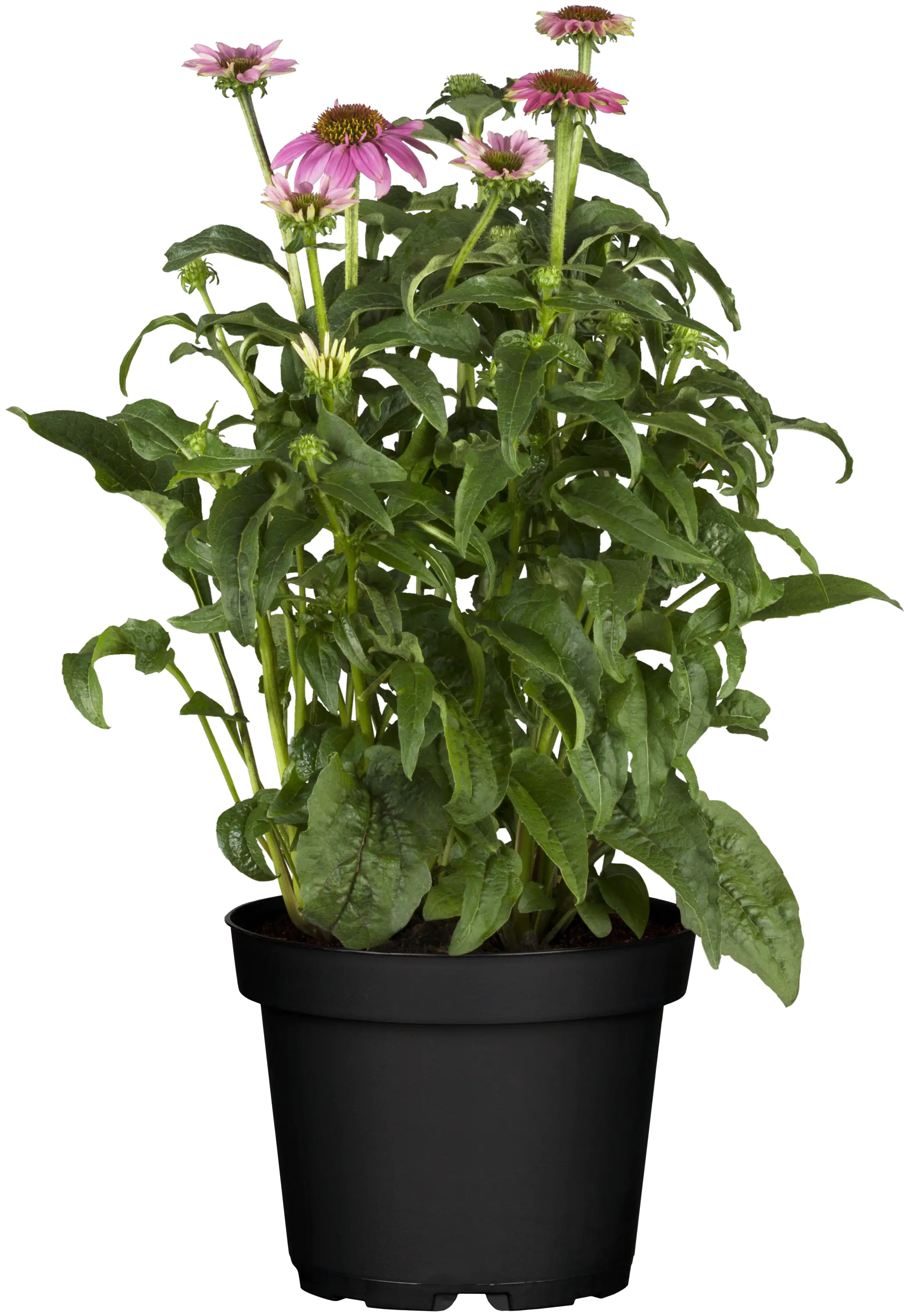 Sonnenhut Echinacea 12 cm Topf