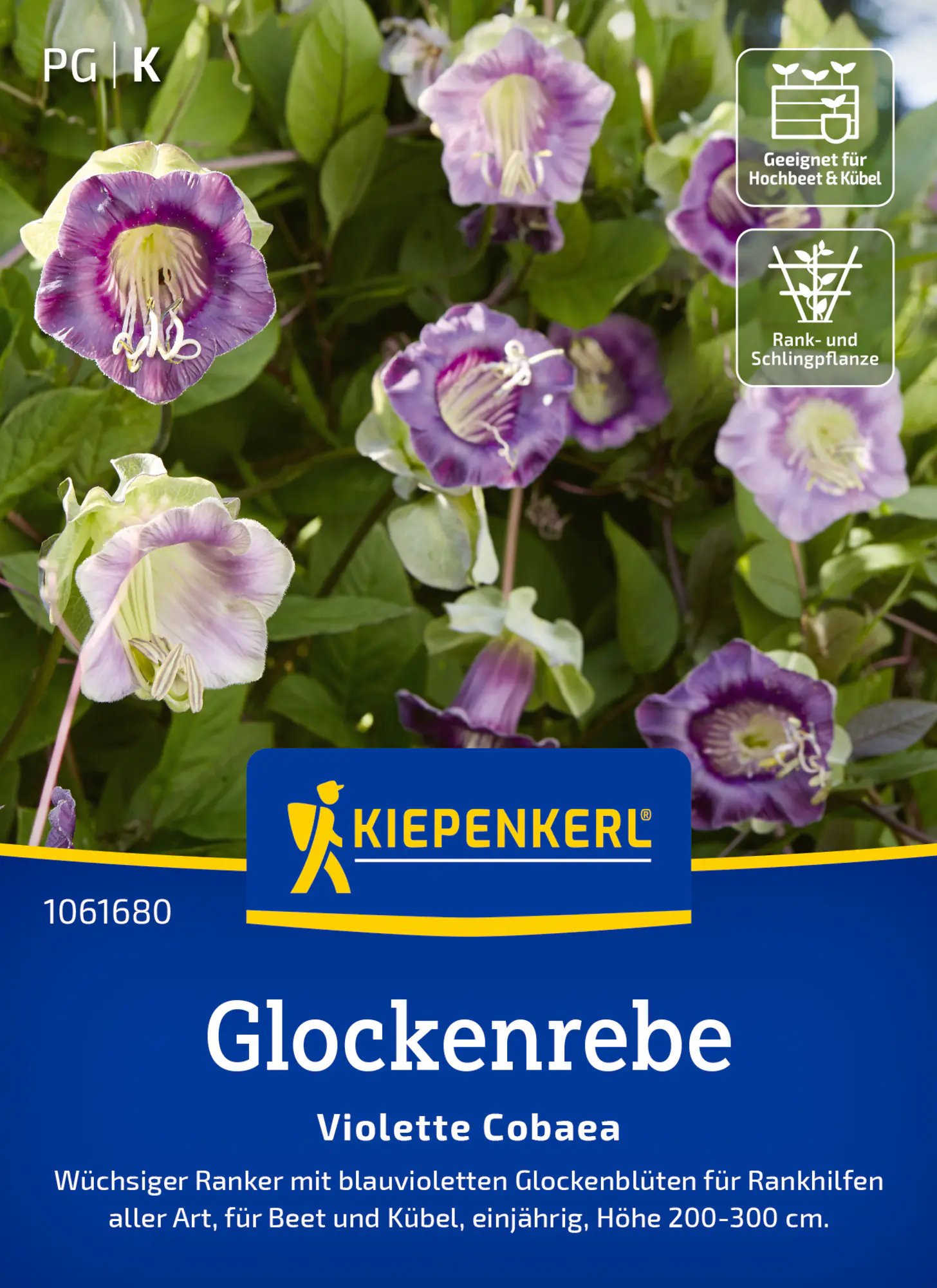 Kiepenkerl Saatgut Glockenreben Violette Cobaea für ca. 10 Pflanzen