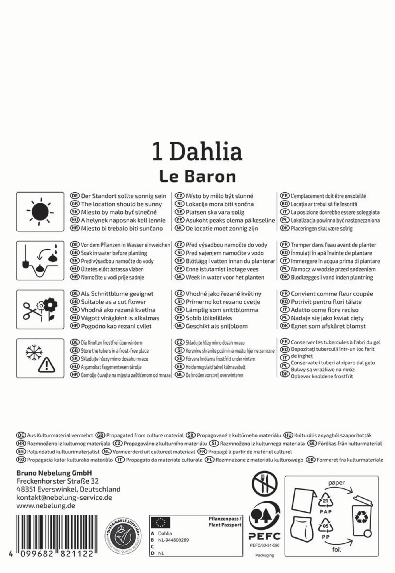 Kiepenkerl Frühjahrsblumenzwiebel Dekorative Dahlie Le Baron 1 Stück
