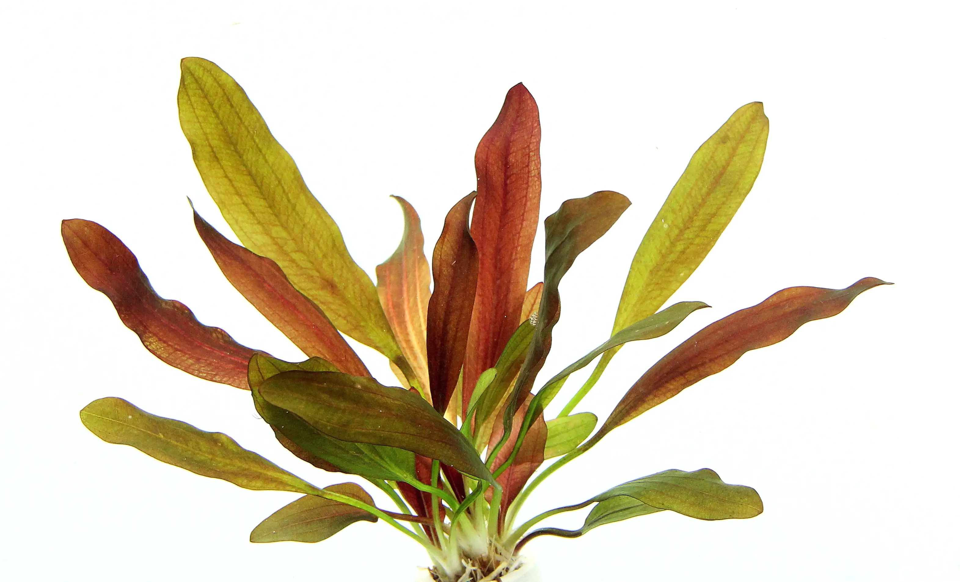 4001615300758 Dennerle Aquarienpflanze Echinodorus Red Chamäleon