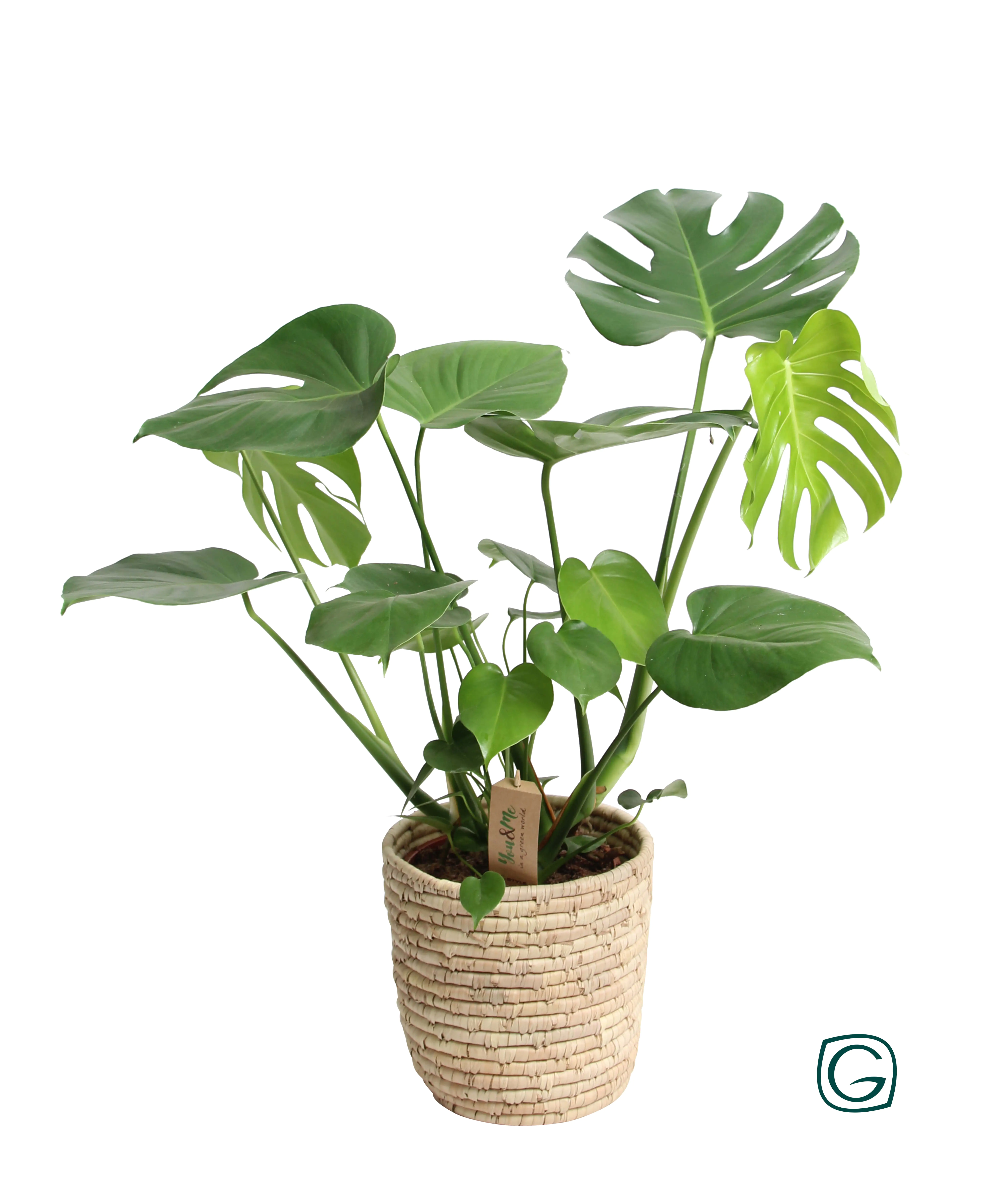 Fensterblatt Monstera deliciosa Deliciosa in Korb H ca. 60 cm 21 cm Topf