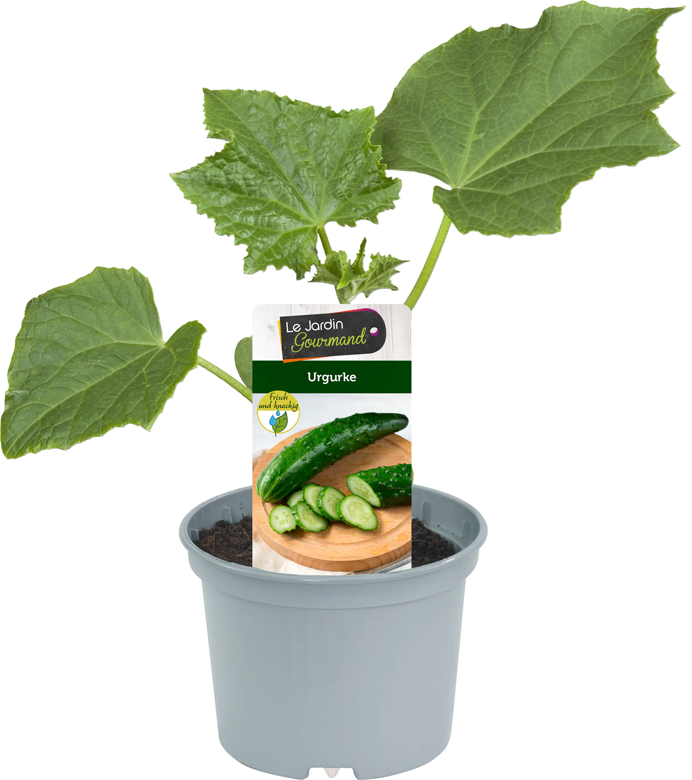 Cucumis sativus Urgurke Jurassic 10,5 cm Topf