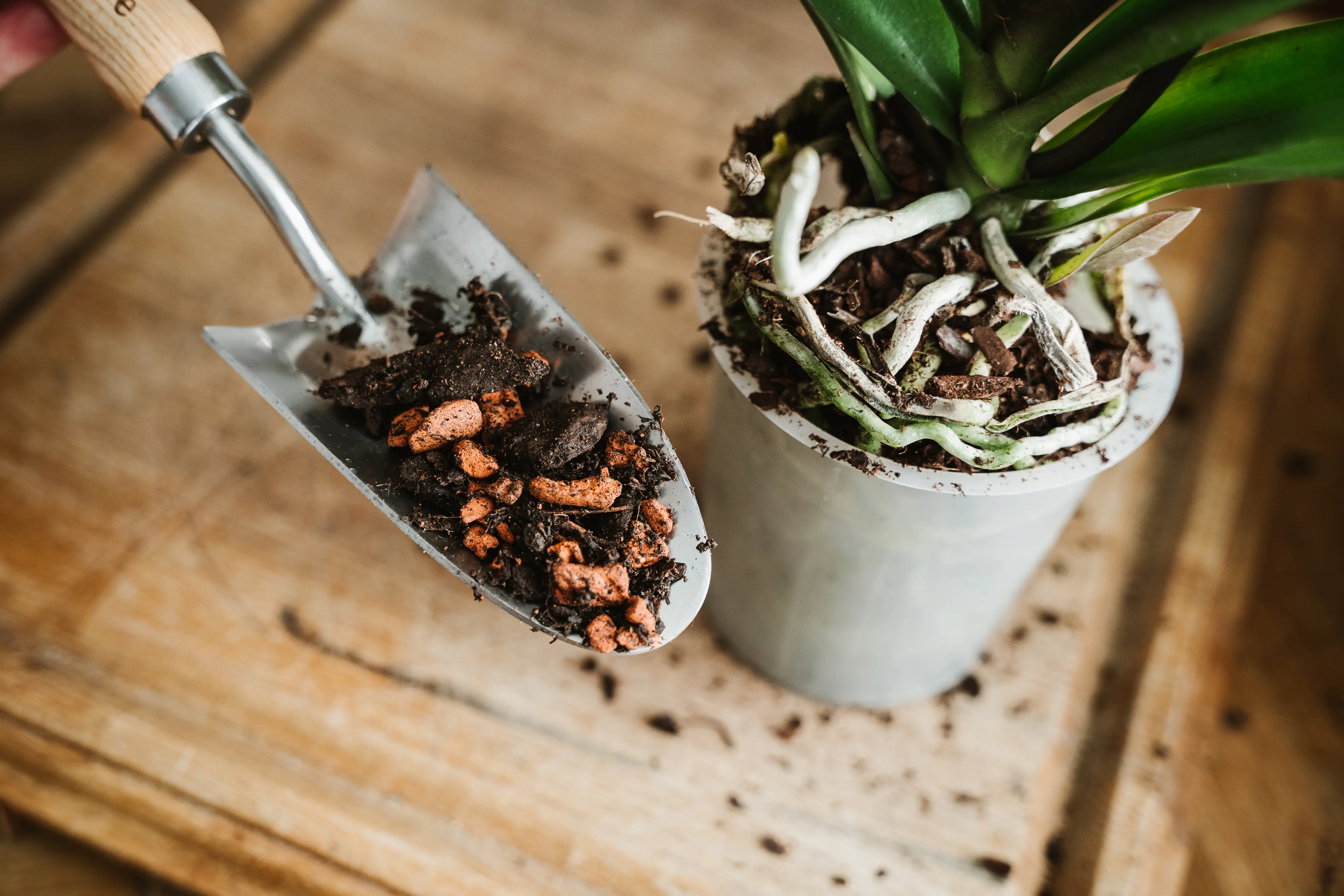 Westland Orchideen Erde torffrei 4 L