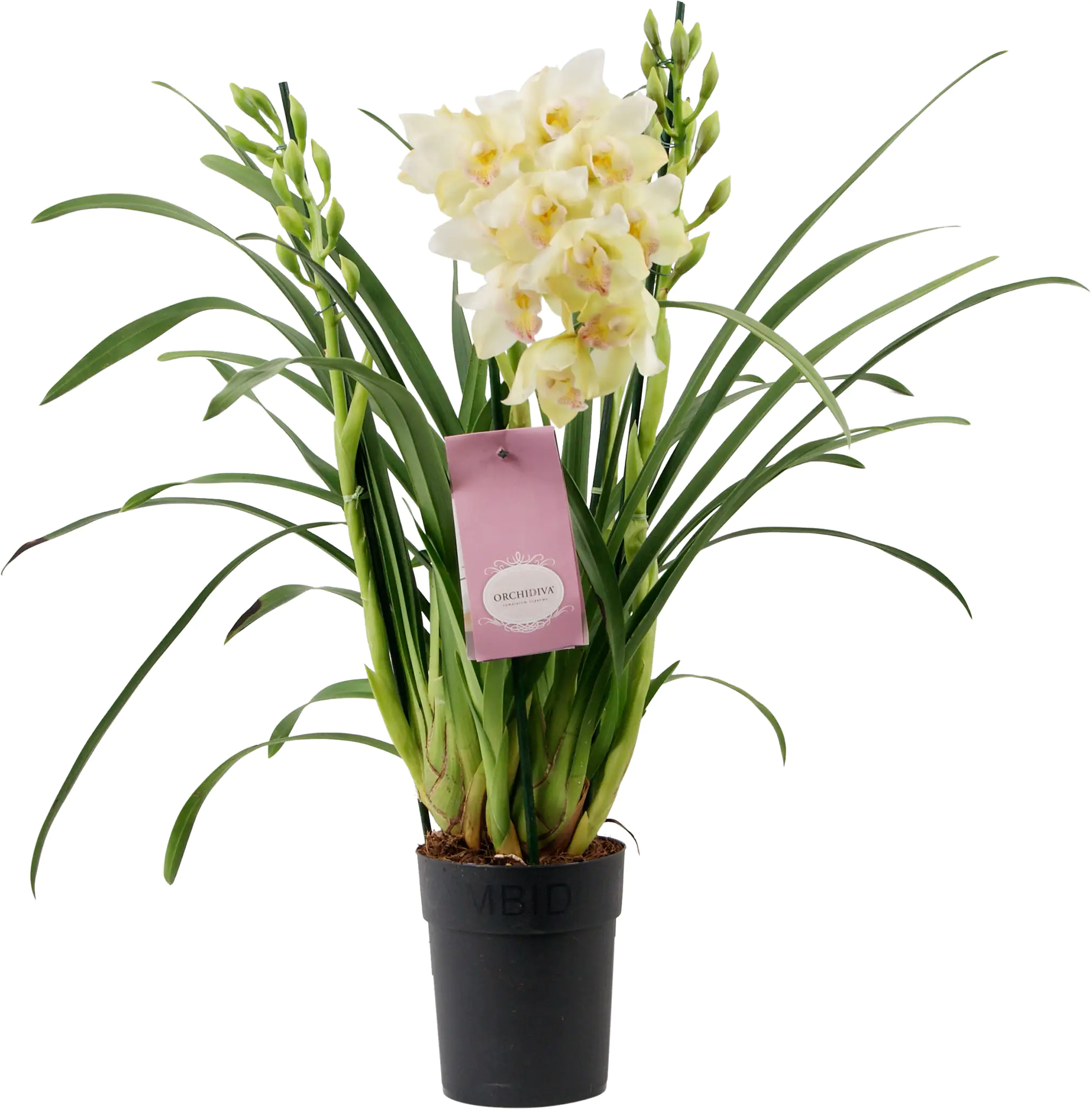 Orchidee 14 cm Topf, 3 - Trieber