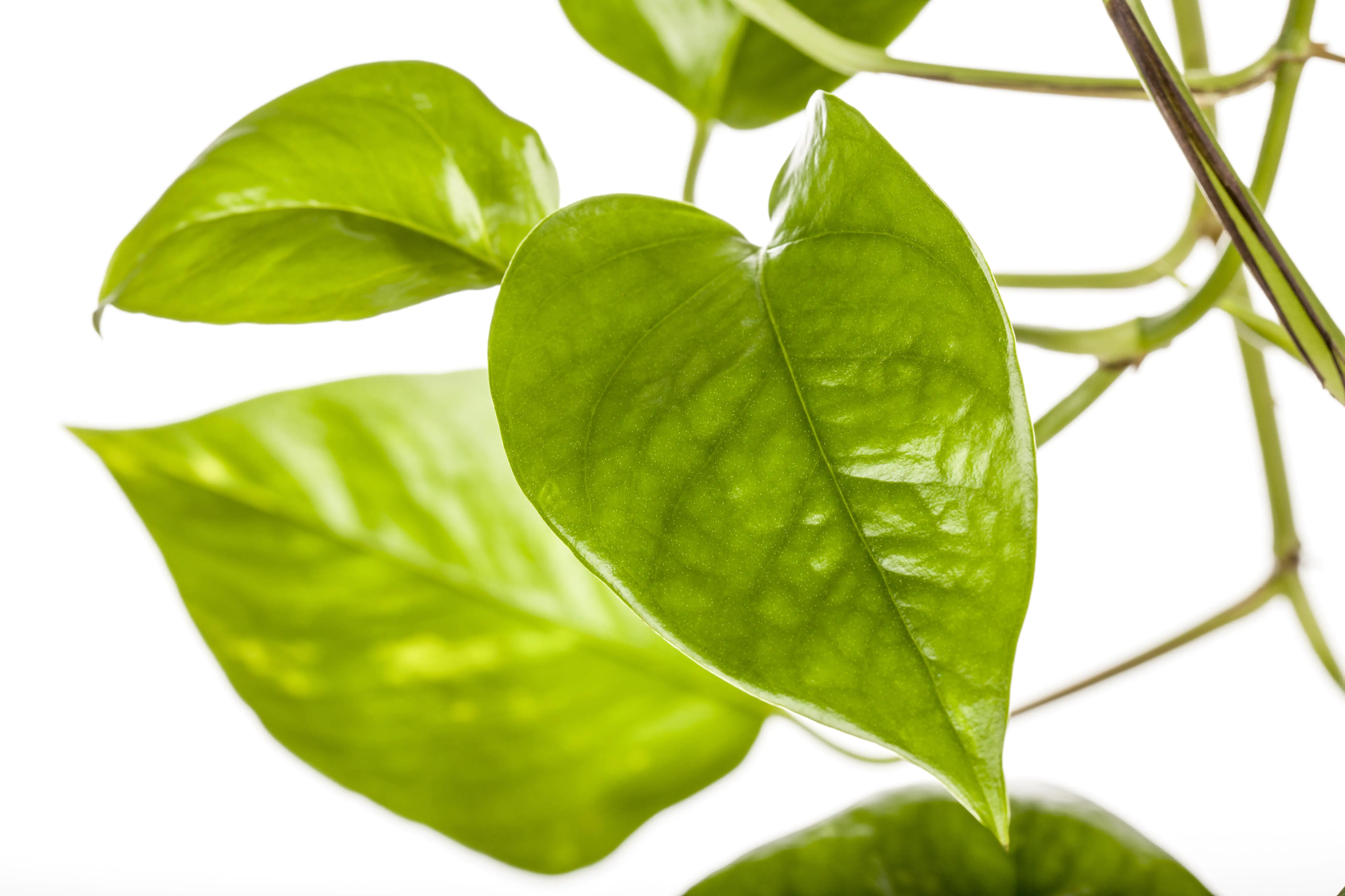 Scindapsus Ampel Efeutute 45 cm 15 cm Topf 