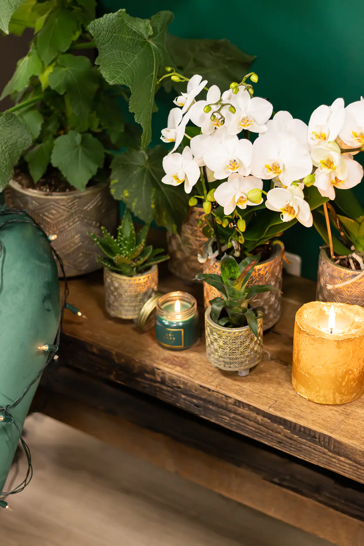 Pflanzenarrangement Orchidee und Sukkulenten Binti Grey