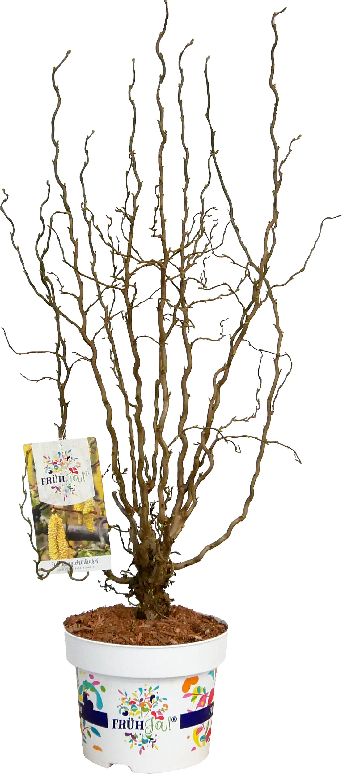 Frühja! Zwerg-Korkenzieher-Haselnuss 23 cm Topf, 40-60 cm hoch Frühja! Zwerg-Korkenzieher-Haselnuss 23 cm Topf, 40-60 cm hoch
