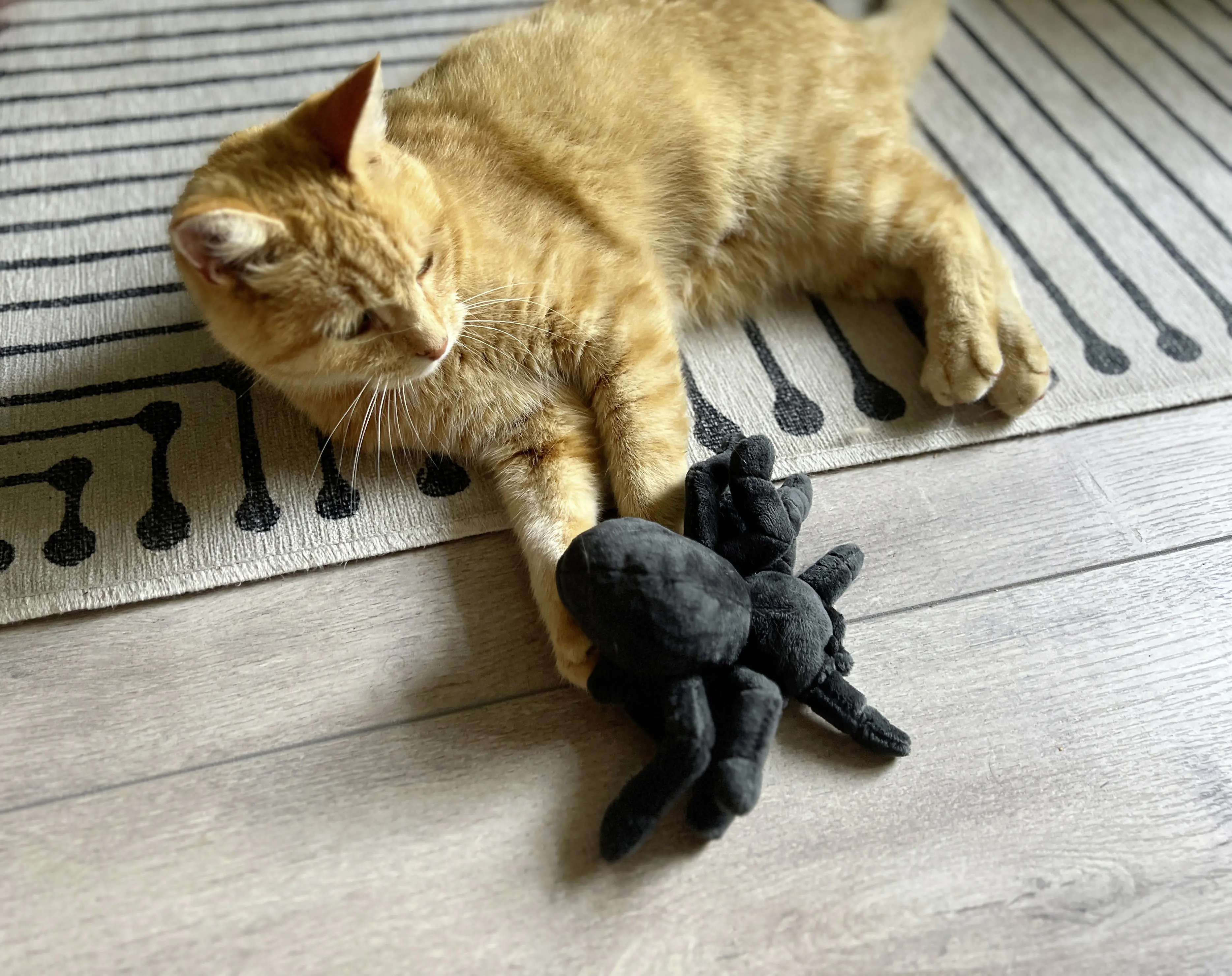 Aumüller Katzenspielzeug Tarantel Spooky schwarz mit Füllung 16 x 14 x 4 cm Aumüller Katzenspielzeug Tarantel Spooky schwarz mit Füllung 16 x 14 x 4 cm