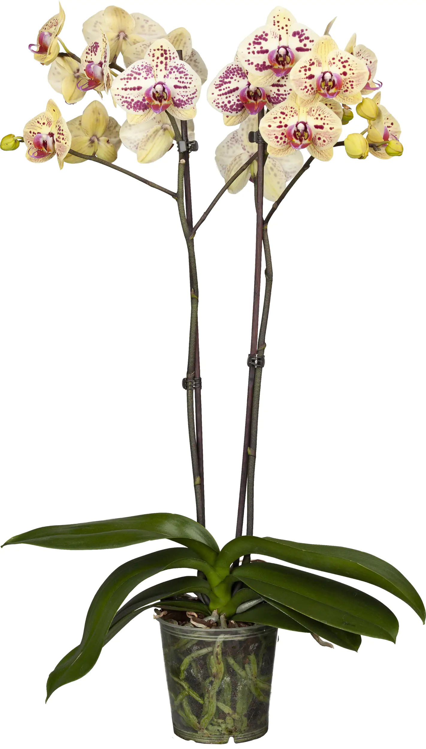 Orchidee Phalaenopsis 2 Trieber 55 cm hoch, im 12 cm Topf Orchidee Phalaenopsis 2 Trieber 55 cm hoch, im 12 cm Topf
