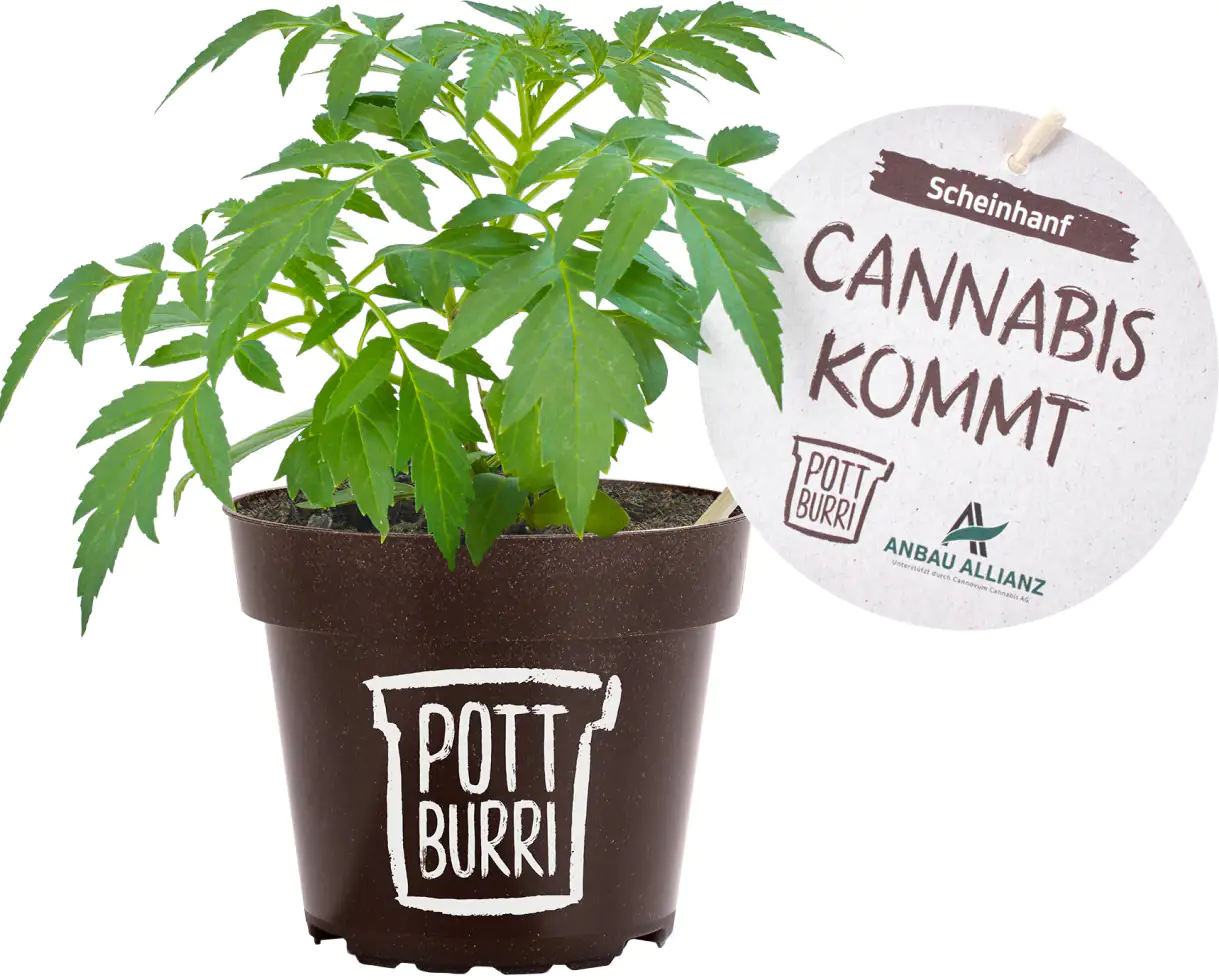 Scheinhanf im 17 cm Potburri Topf