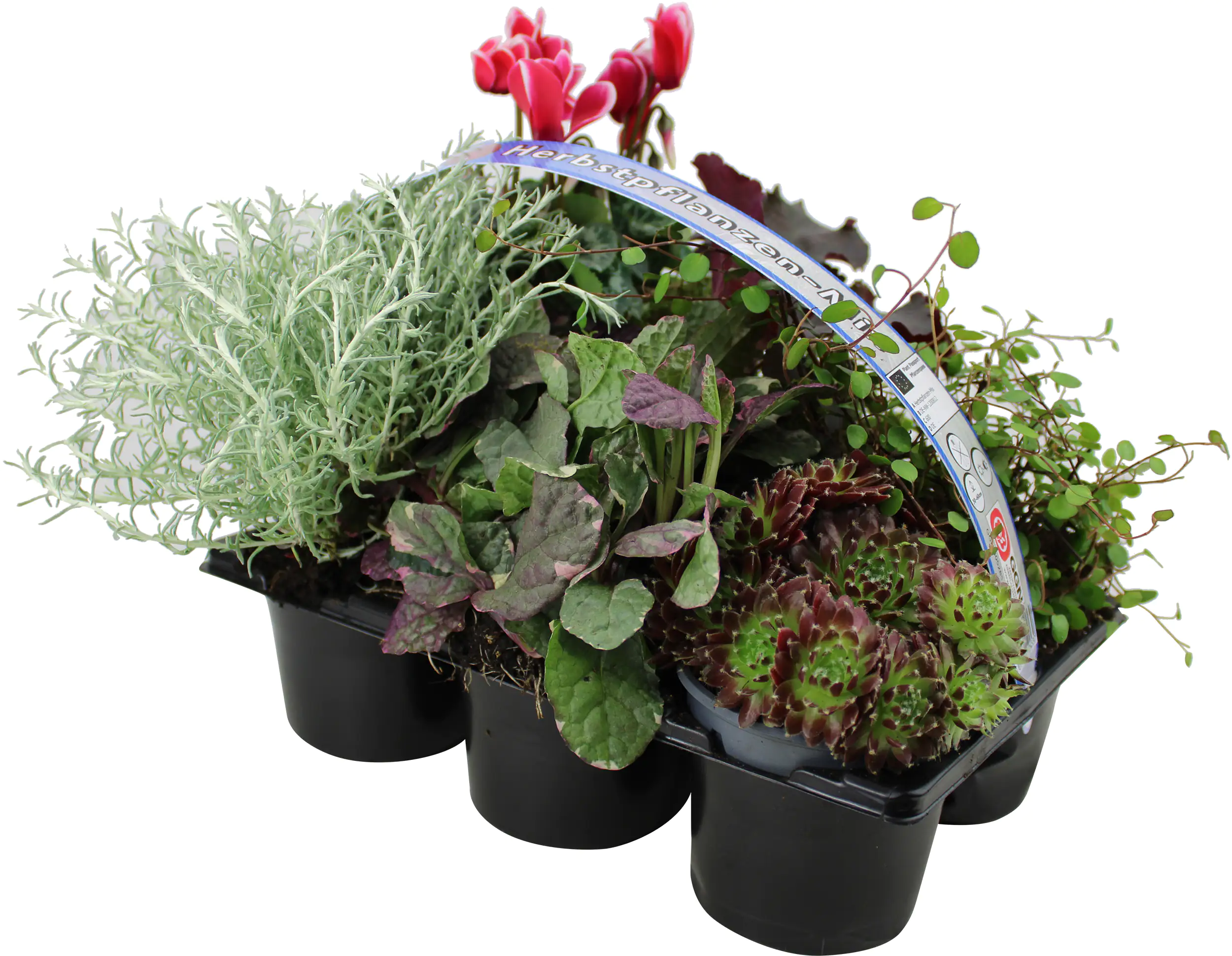 4026357789074 Bunter Herbst 6er Pack