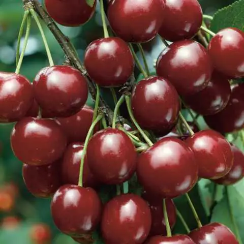 Sauerkirschenbaum Morellenfeuer 7,5 L Container