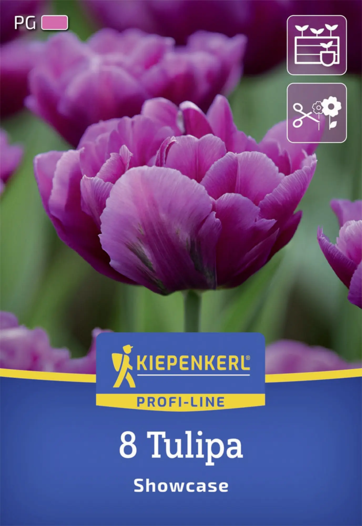Kiepenkerl Herbstblumenzwiebel Profi-Line Tulpe Showcase 8 Stück