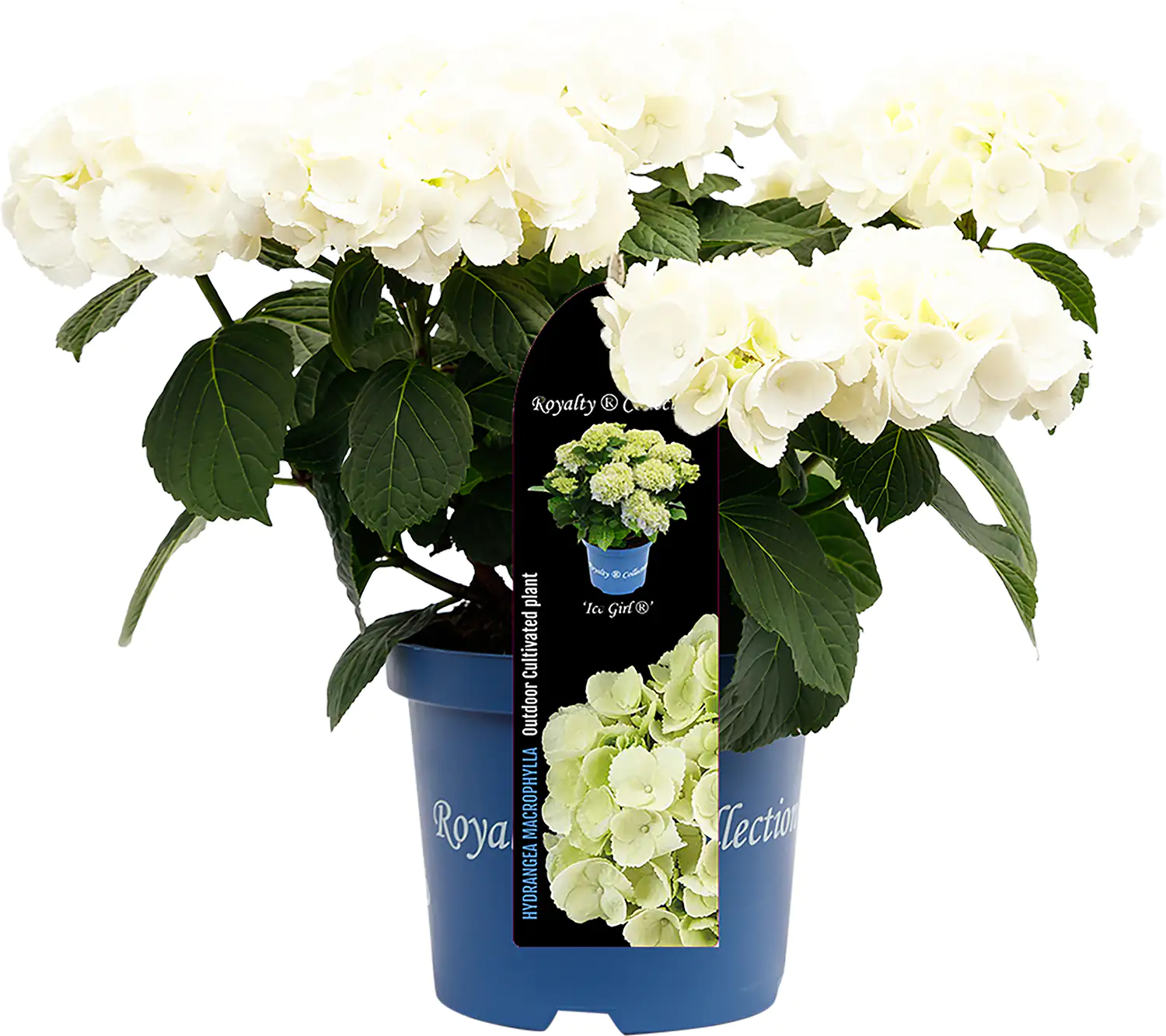 Bauernhortensie Royalty Collection Hydrangea mac H 30-40 cm 3L Container Bauernhortensie Royalty Collection Hydrangea mac H 30-40 cm 3L Container