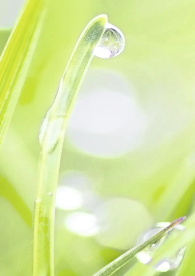 Küchenrückwand WandArt easy 120 x 58,5 cm, 3 mm, grass