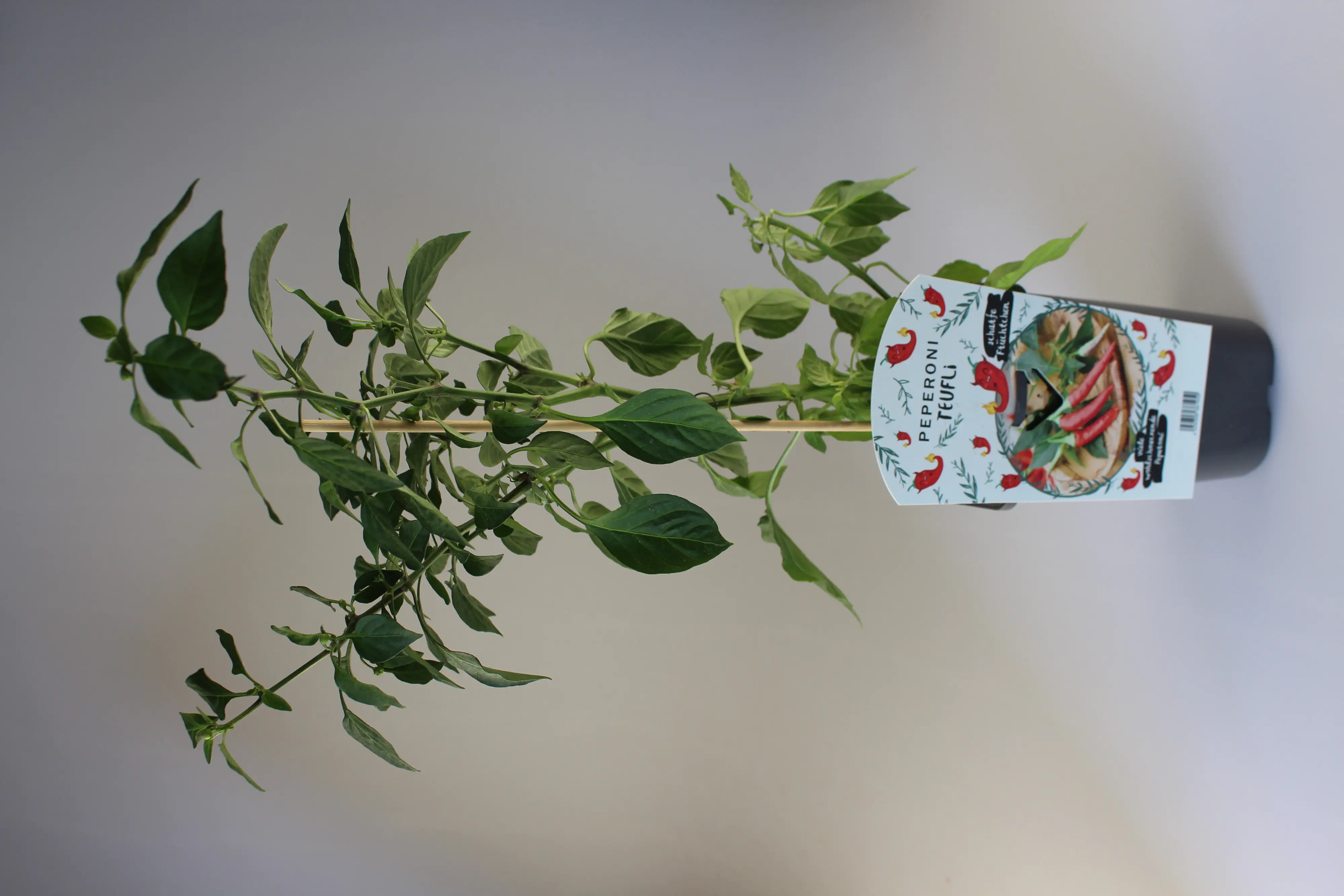 XXL Gemüsepflanzen Peperoni Teufli 1,7 Liter Container