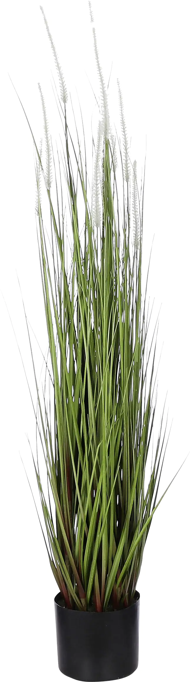 Mica Dogtail Gras grün in Topf 115 x 35 cm Mica Dogtail Gras grün in Topf 115 x 35 cm