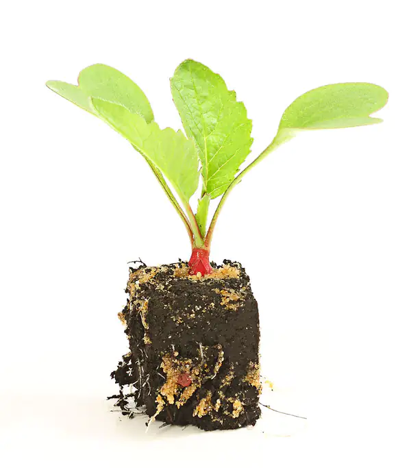 Butterradieschen Raphanus sativus 6 er Schale