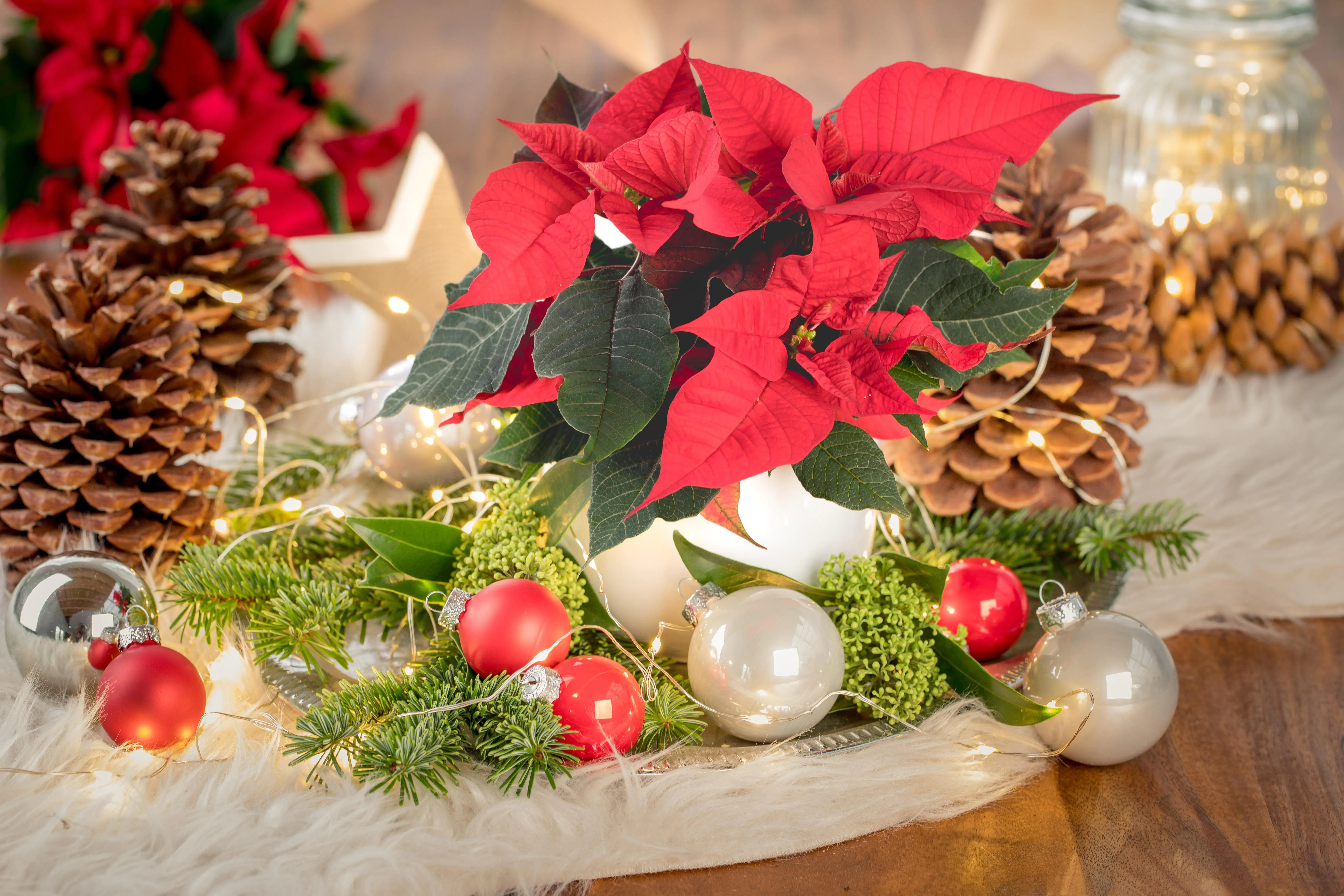 Weihnachtsstern XXL 17 cm Topf