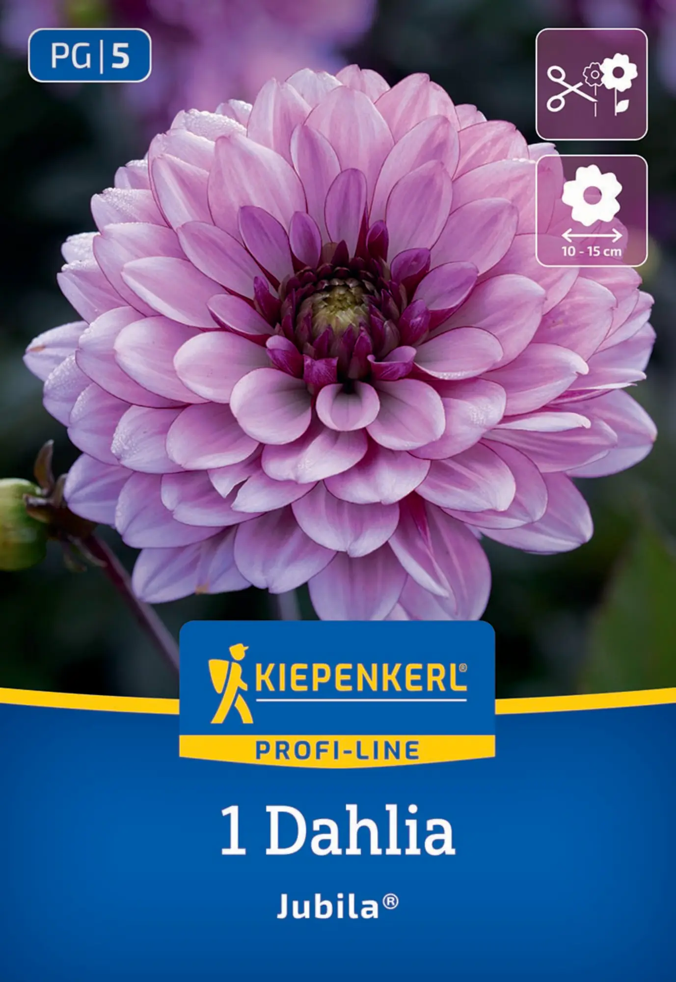 Kiepenkerl Profi-Line Frühjahrsblumenzwiebel Dekorative Dahlie Jubila 1 Stück