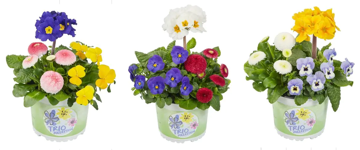 Frühlingsblüher Pflanzen-Mix Trio Collection 13 cm 