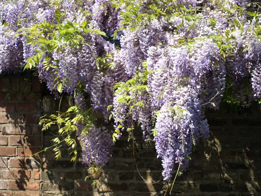 Chinesischer Blauregen Wisteria sinensis H ca 40 cm 2 L Eckcontainer