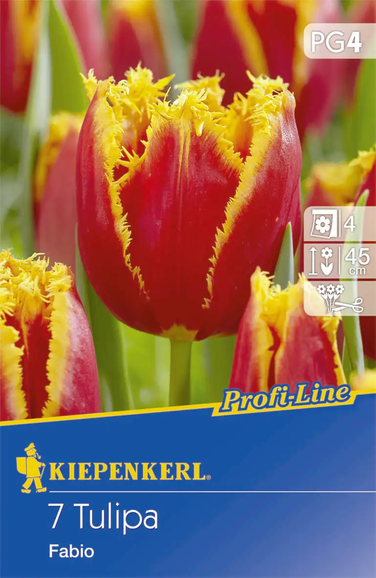Kiepenkerl Profi-Line Blumenzwiebeln Gefranste Tulpe Fabio Tulipa x Hybrida, Inhalt: 7 Stück