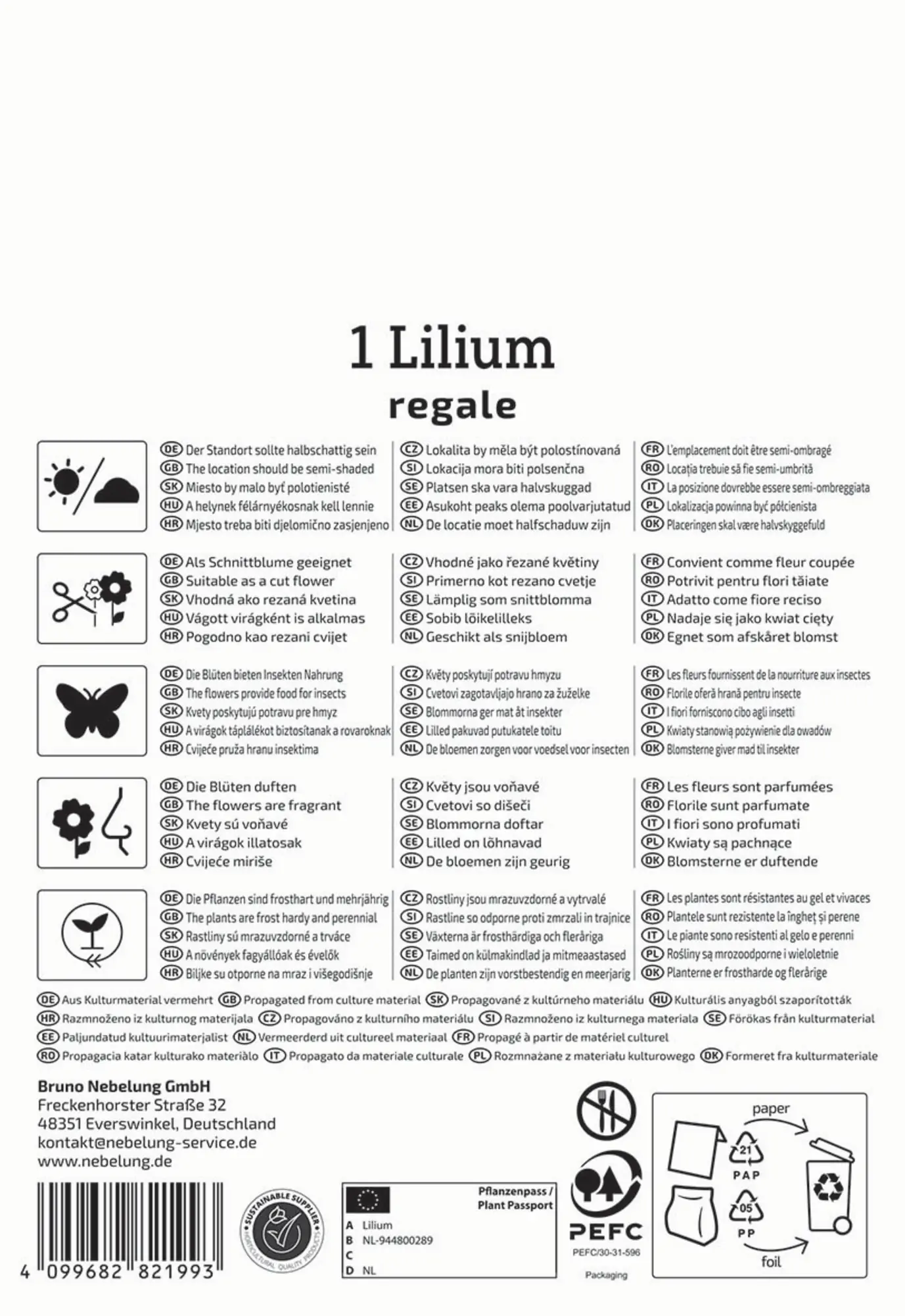 Kiepenkerl Frühjahrsblumenzwiebel Trompeten-Lilie Lilium Regale 1 Stück