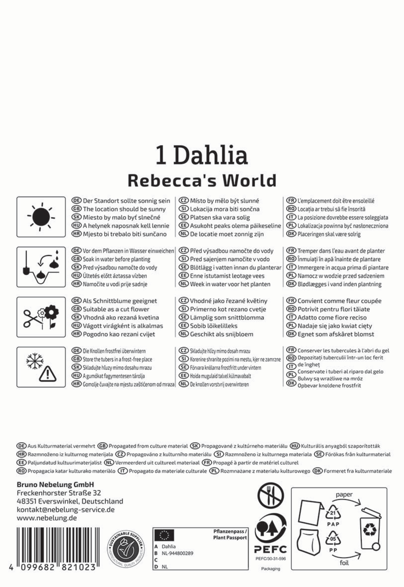 Kiepenkerl Profi-Line Frühjahrsblumenzwiebel Dekorative Dahlie Rebecca's World 1 Stück