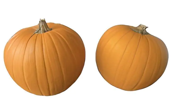 Zierkürbis Mix Halloween ø 20-30cm