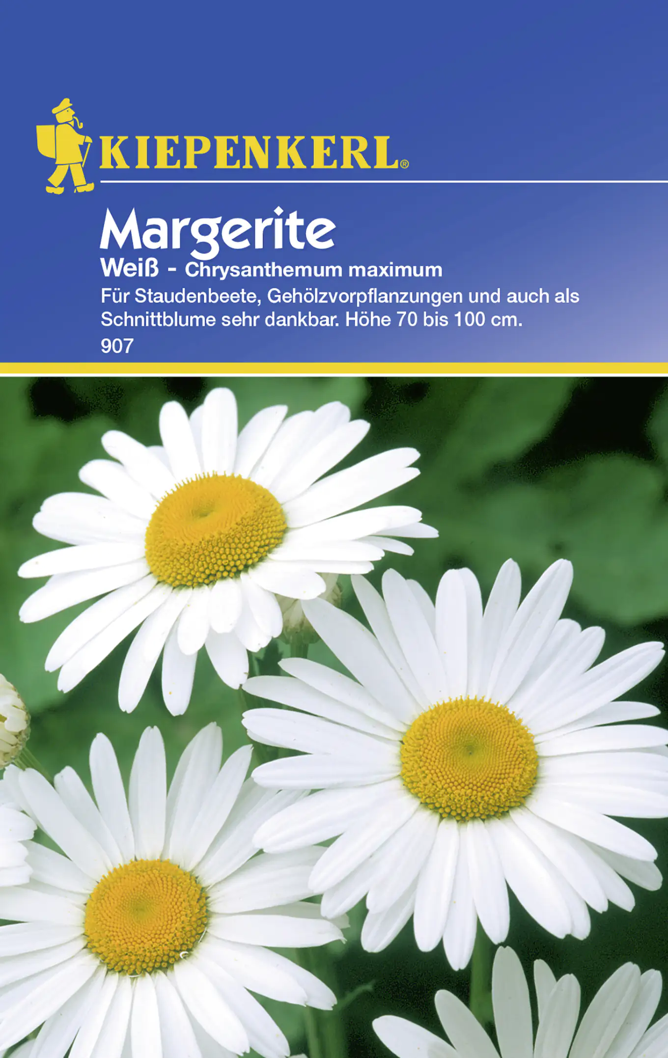 Kiepenkerl Margerite Weiß Chrysanthemum maximum, Inhalt: ca. 40 Pflanzen