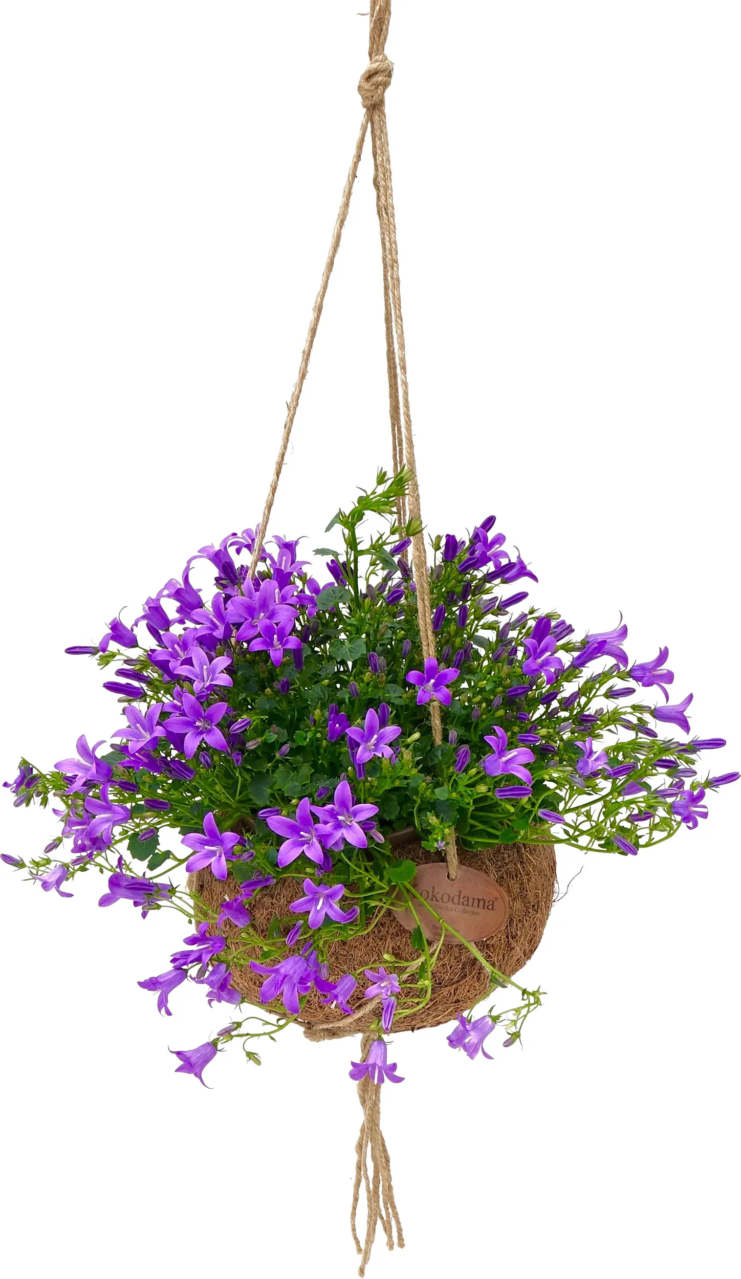 Glockenblume Campanula port Ambella Purple 15 cm Kokos-Ampeltopf