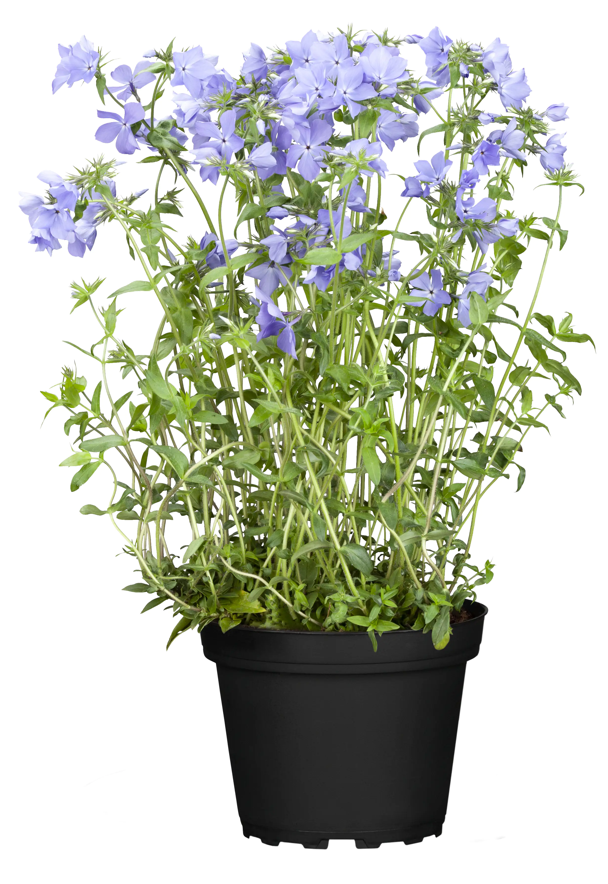 Polster-Phlox Phlox subulata 19 cm Topf