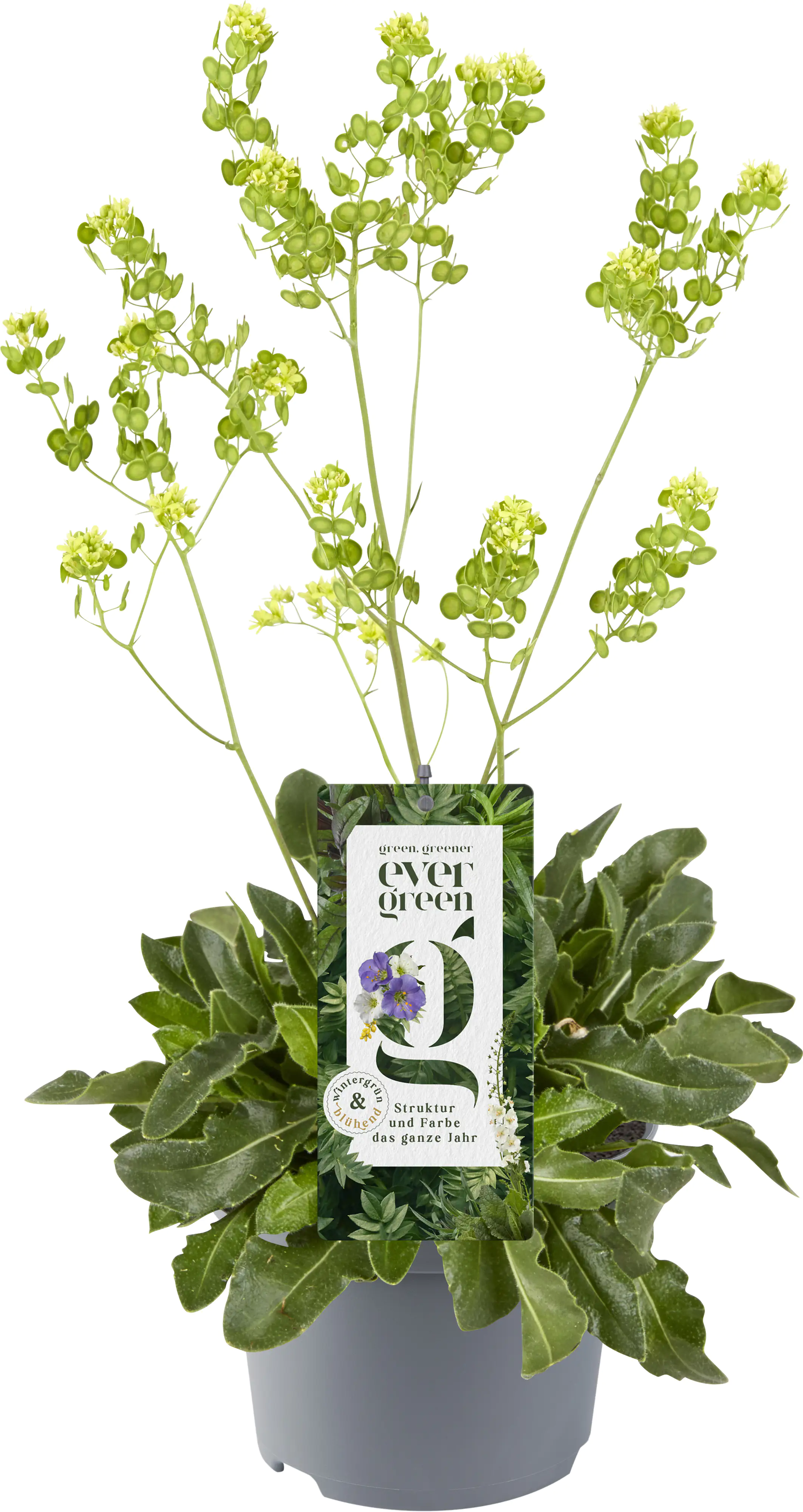 Evergreen 13 cm Topf