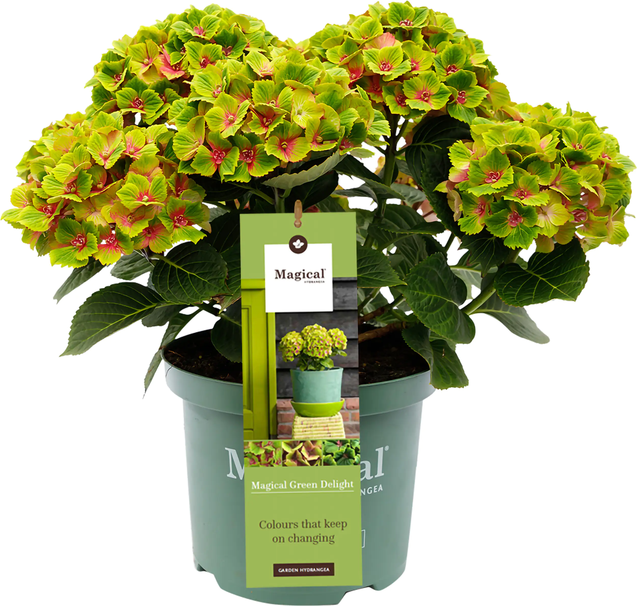 Gartenhortensie Hydrangea mac. Magical Ha ca. 30 cm 23 cm Topf Gartenhortensie Hydrangea mac. Magical Ha ca. 30 cm 23 cm Topf